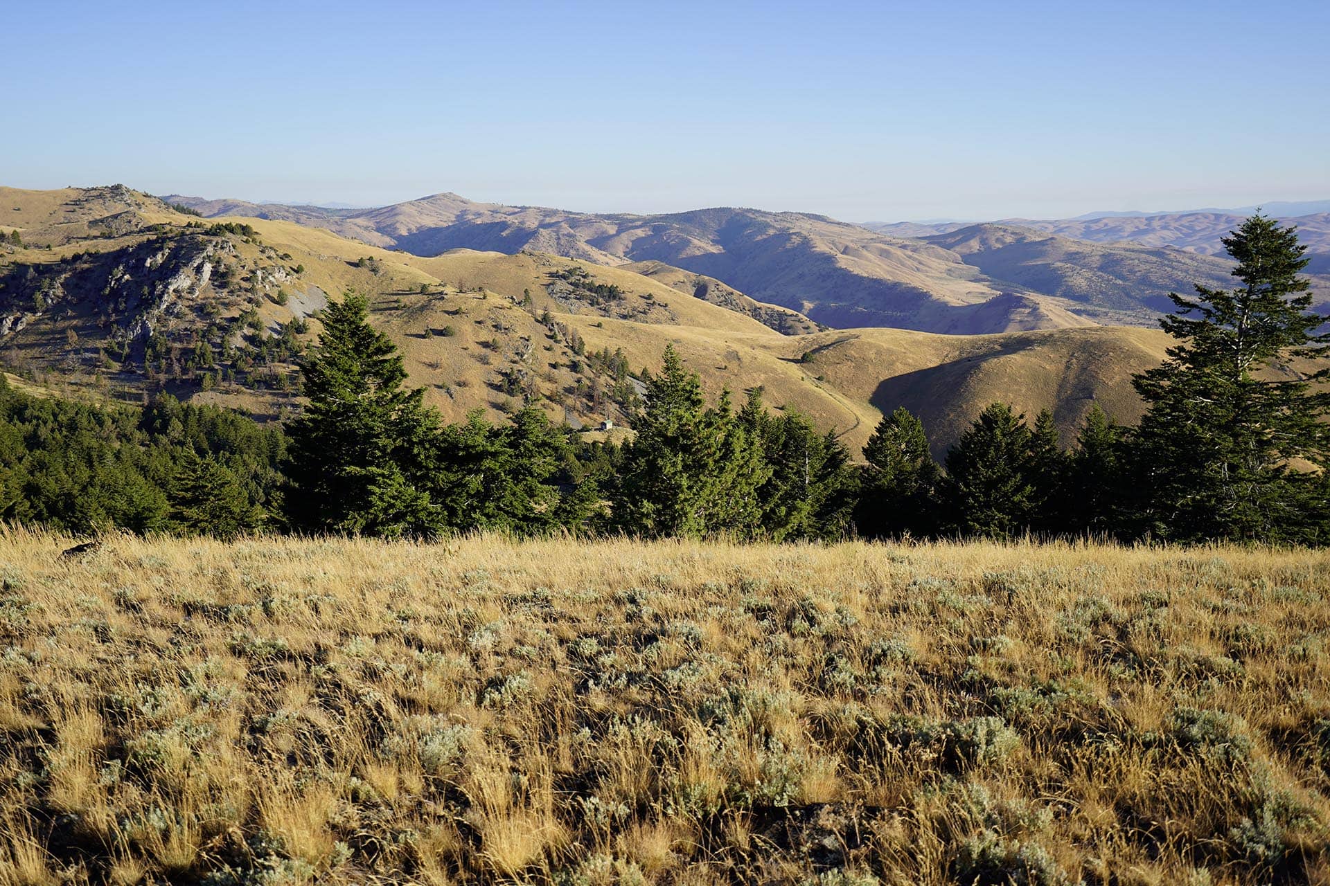 Rolling hills and golden grasslands under a clear blue sky with scattered trees in the foreground.