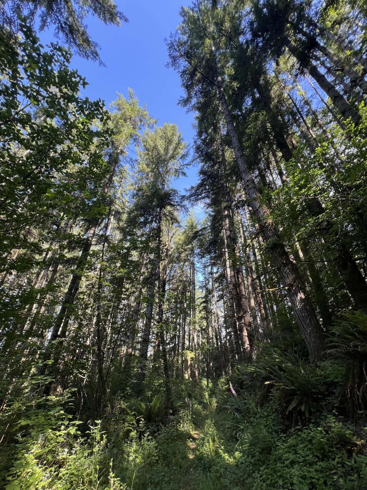 Tall evergreen trees rise into a blue sky, seen from a forest floor perspective with dense undergrowth.
