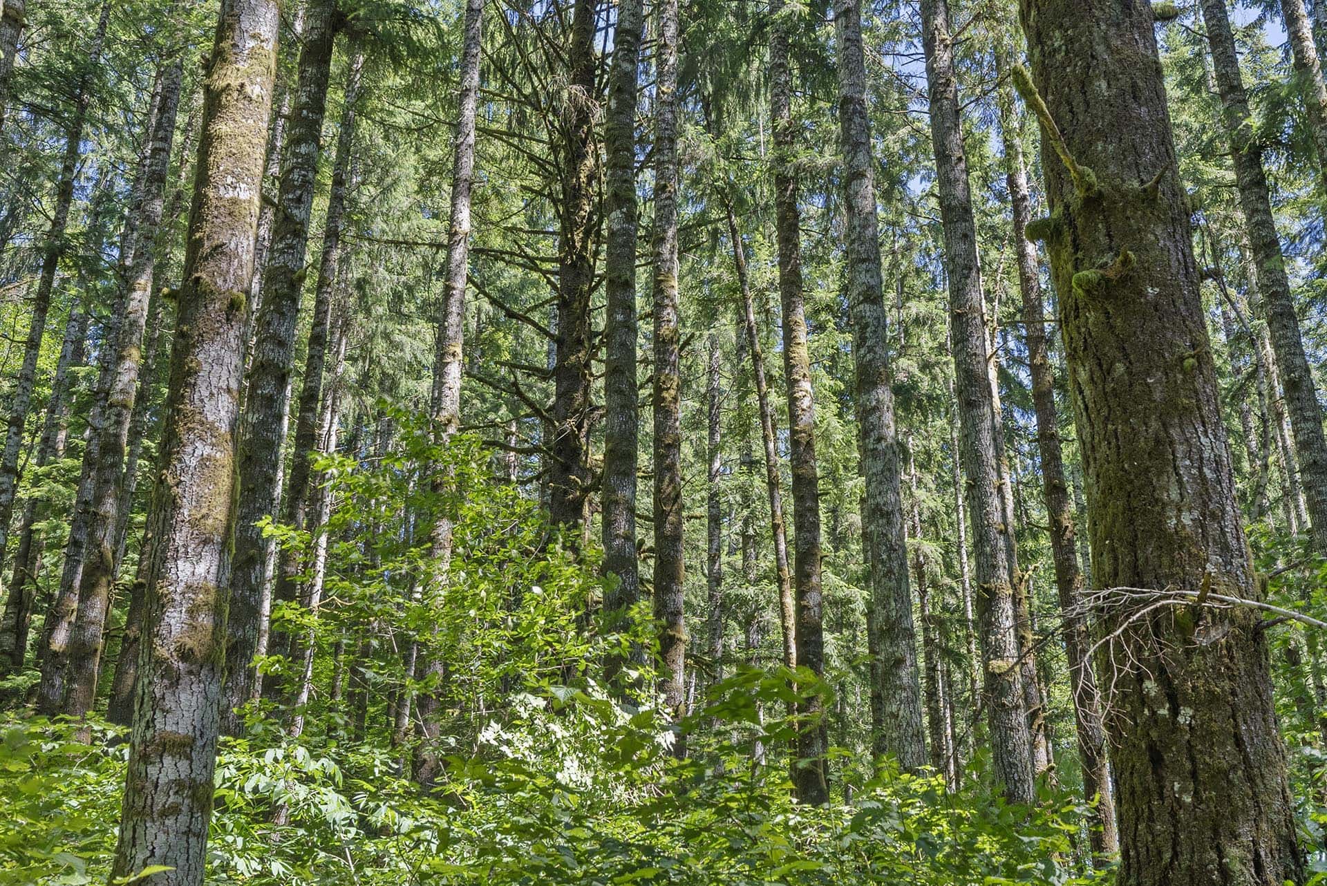 recreational timberland investment washington tall timber on willapa ridge