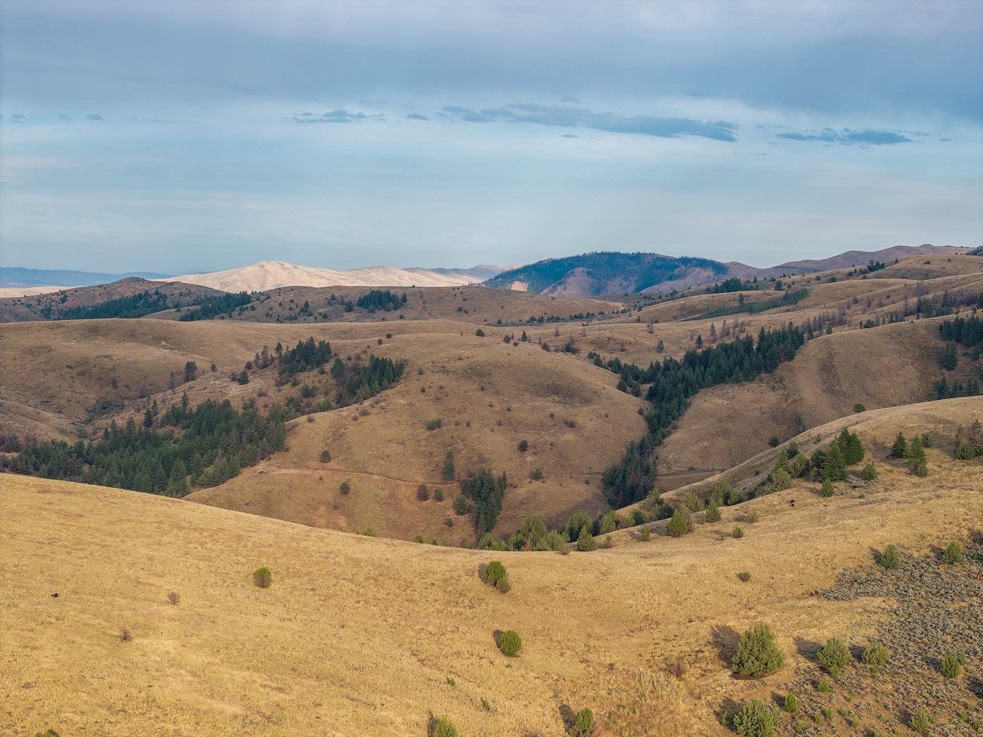 rolling rangeland with dirt track hunting sporting oregon powell creek ranch