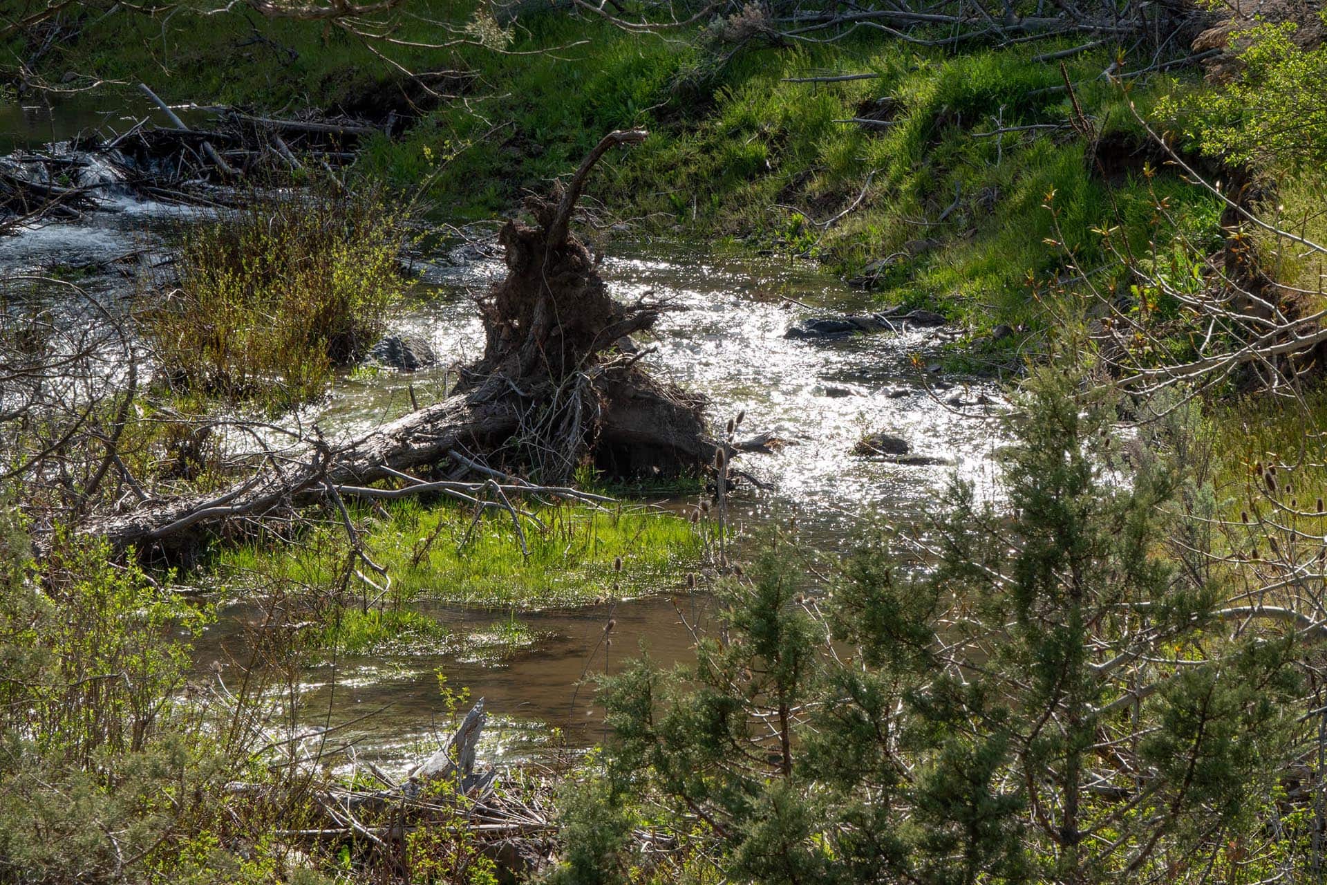 A sunlit stream winding through a shrub-filled bank with fallen trees and branches across the water.