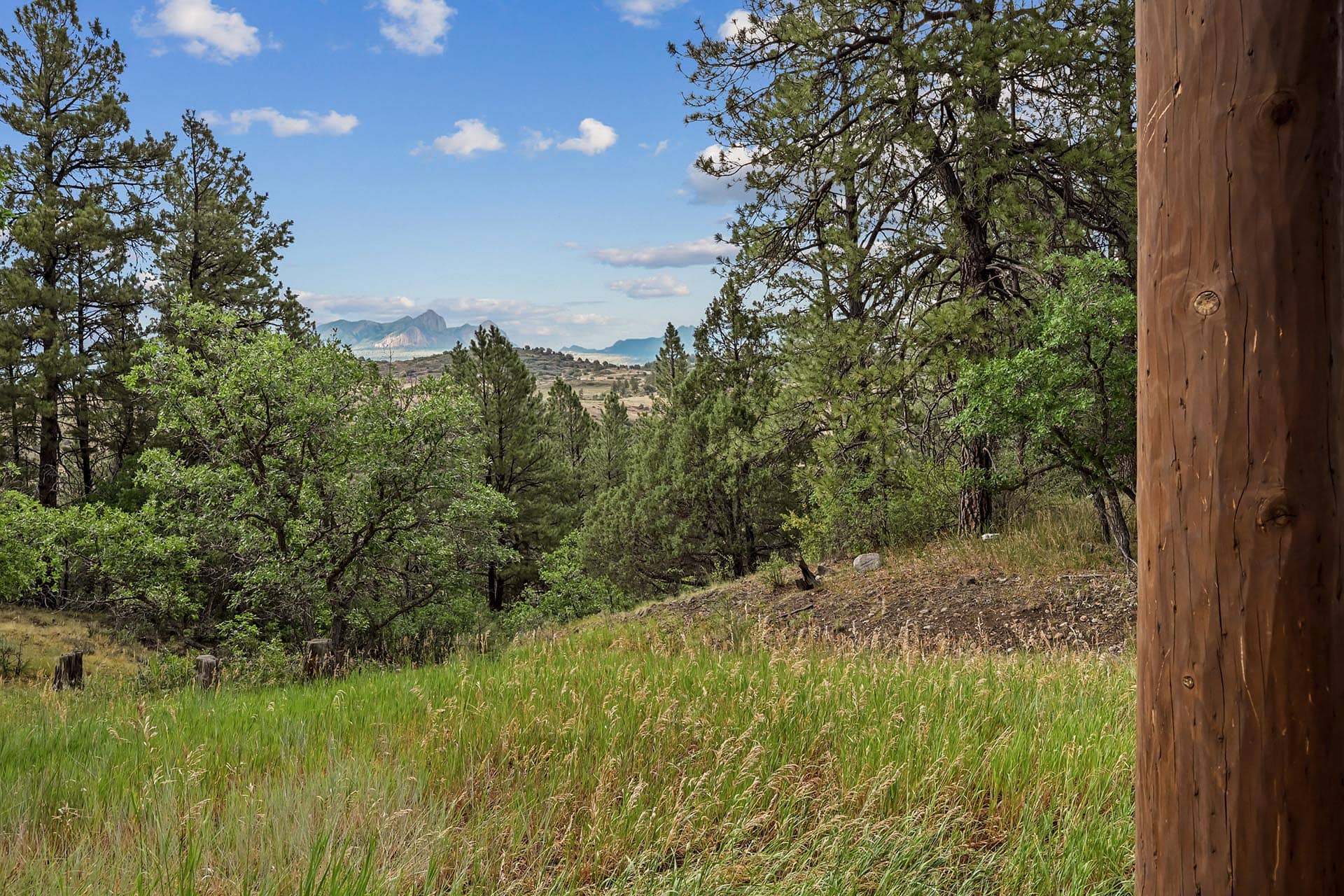Forest clearing with grasses and pine trees, distant mountains, and a wooden post on the right edge.
