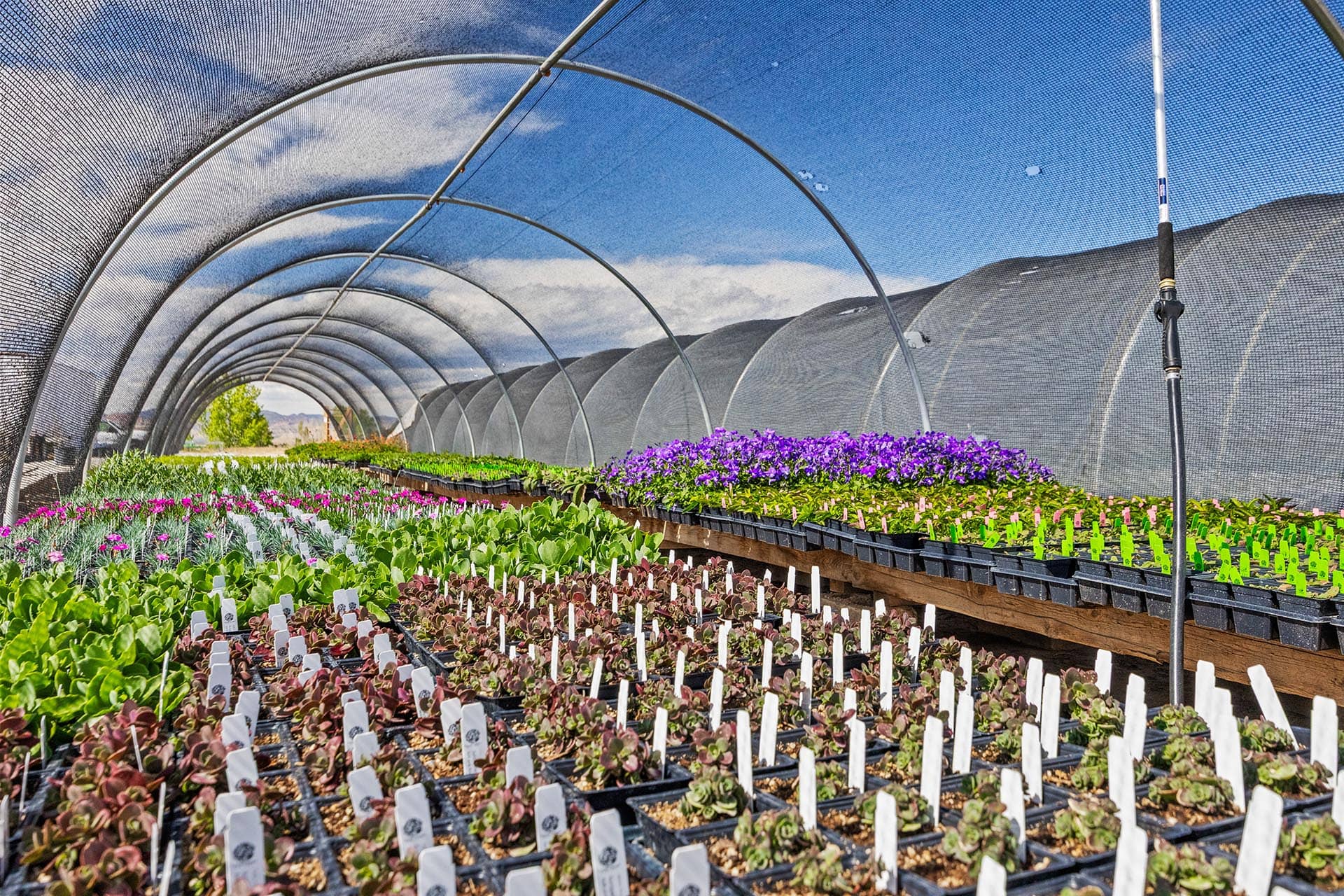 shade house land co valley grown nursery