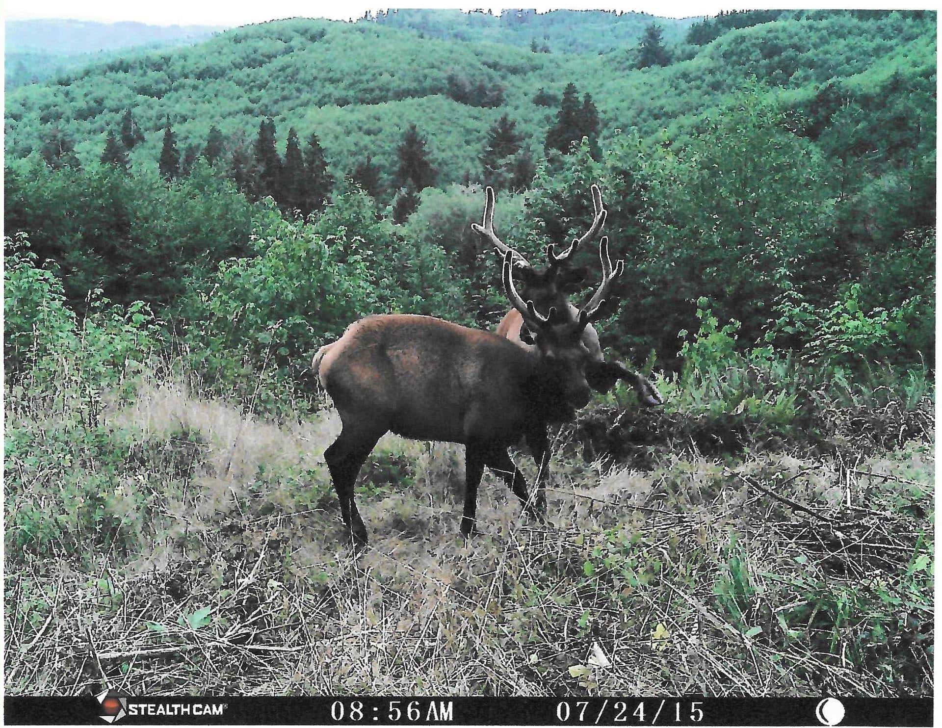 A deer with large antlers standing in a grassy clearing, dense forest behind it; dawn light in a wildlife photo (timestamp 08:56 AM, 07/24/15).