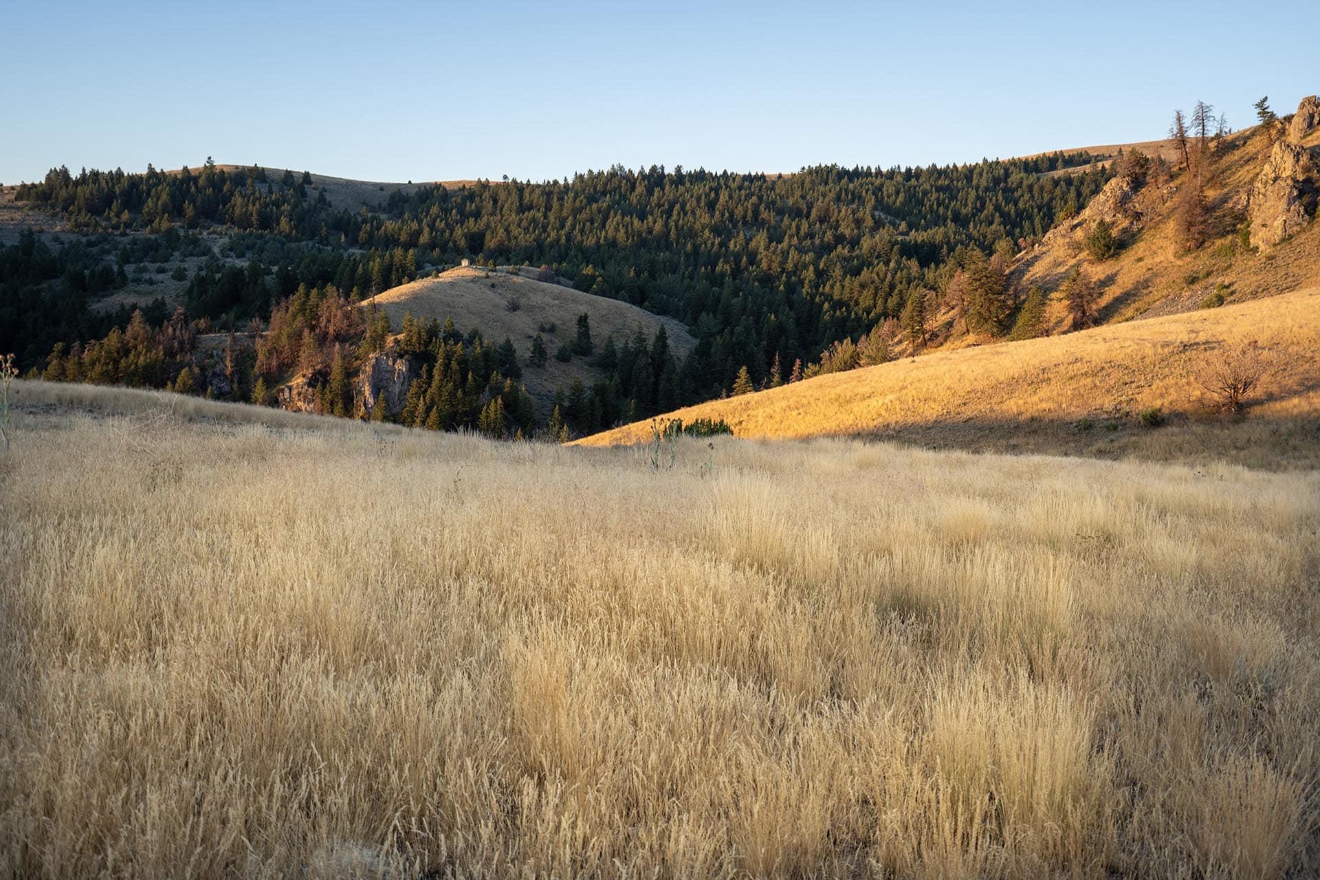 tall golden grass and rocky hillsides hunting sporting oregon powell creek ranch