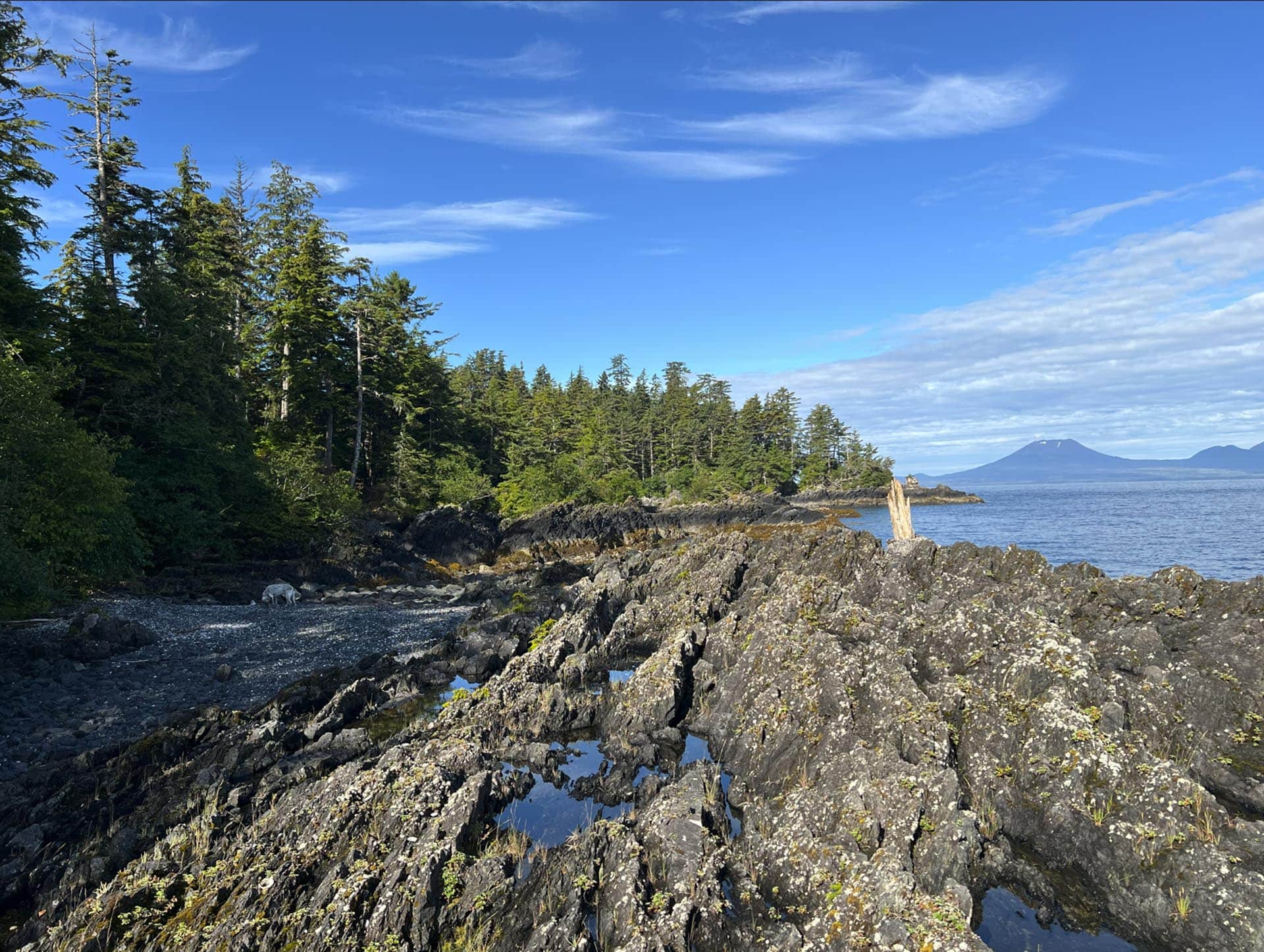 Rocky shoreline with tidal pools, evergreen trees on the left, blue ocean in the distance, and distant mountains under a clear sky. Includes a small white dog resting on the rocks near the water.
