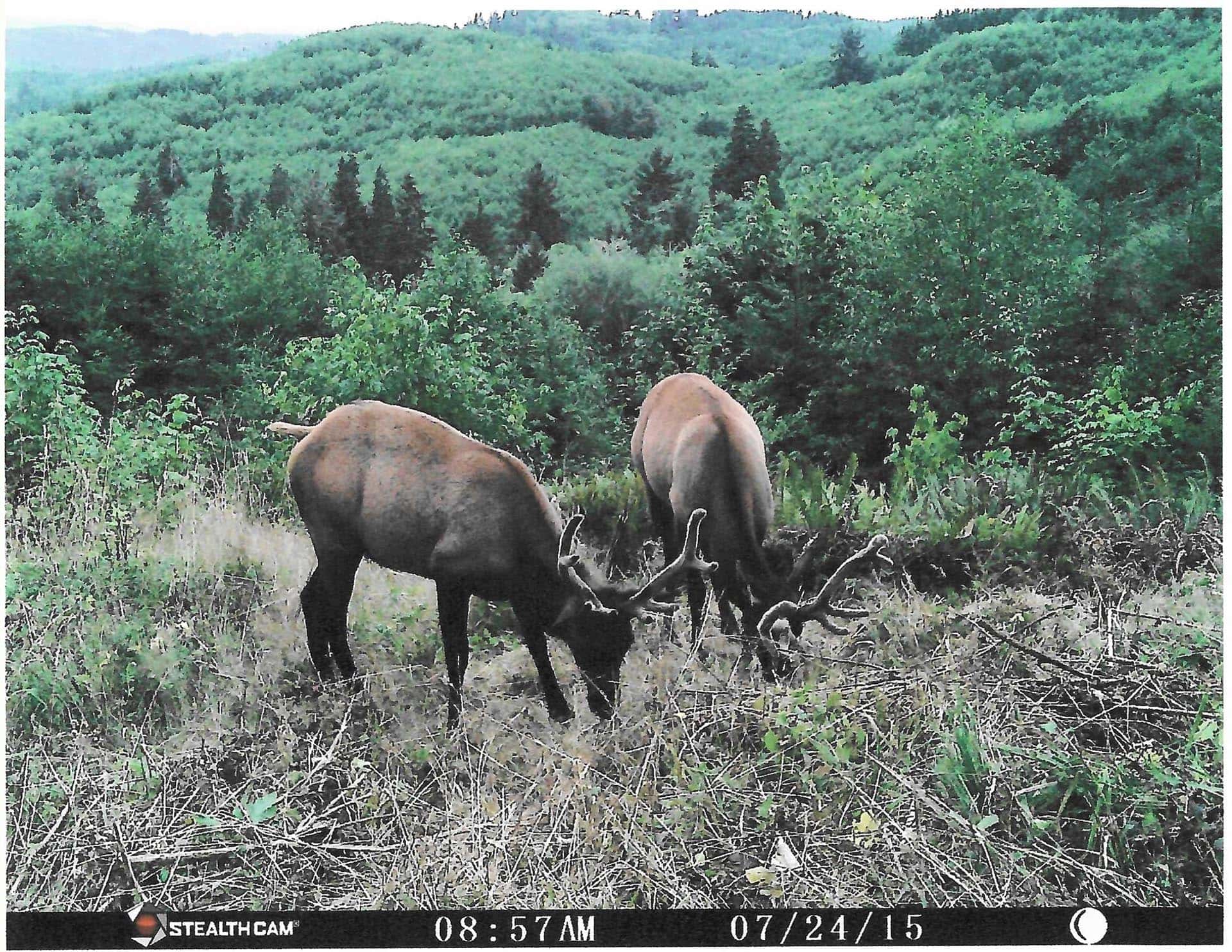 Two elk grazing in a sunlit meadow with dense green forest and hills in the background; timestamp 08:57 AM on 07/24/15.