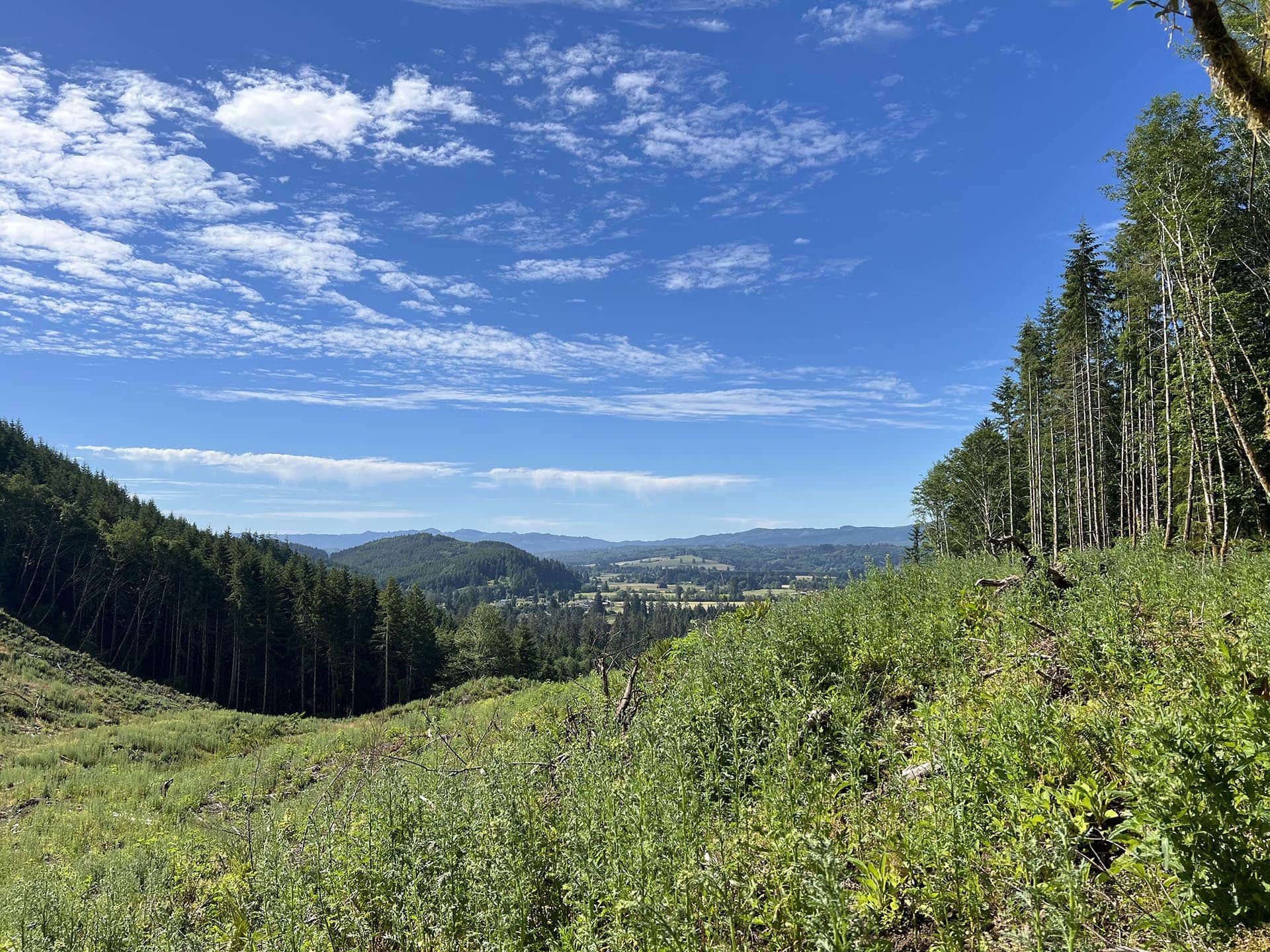 Open landscape with a valley, green fields, and forested hills under a bright blue sky with scattered clouds (right side has tall trees).