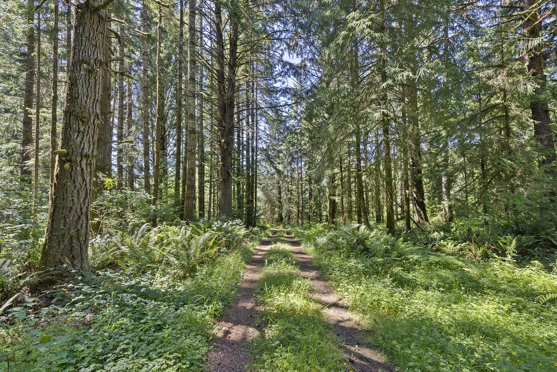 Sunlit dirt path winding through a dense conifer forest with ferns along the ground.