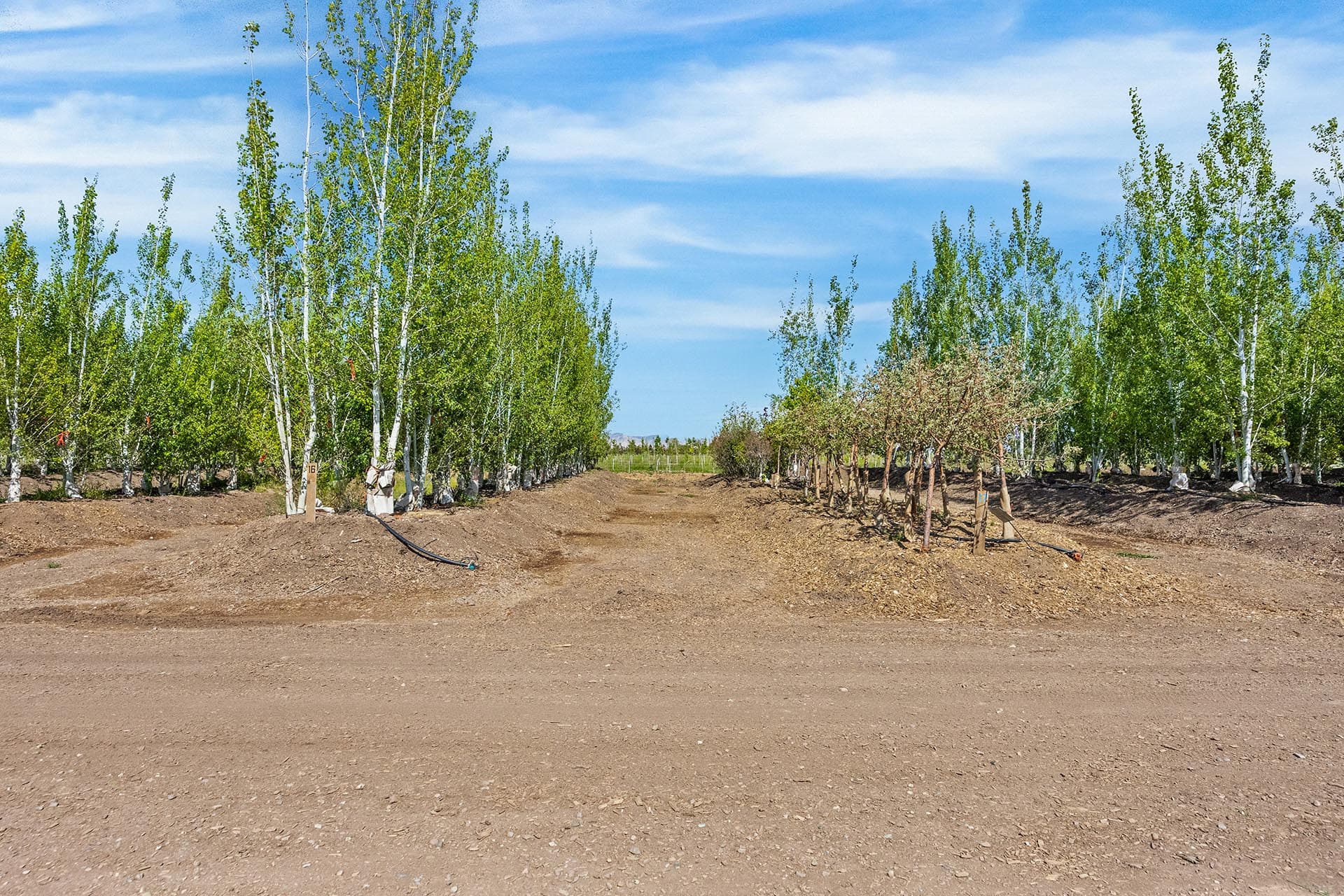 tree nursery rows land co valley grown nursery