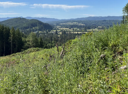 washington land for sale tall timber on willapa ridge