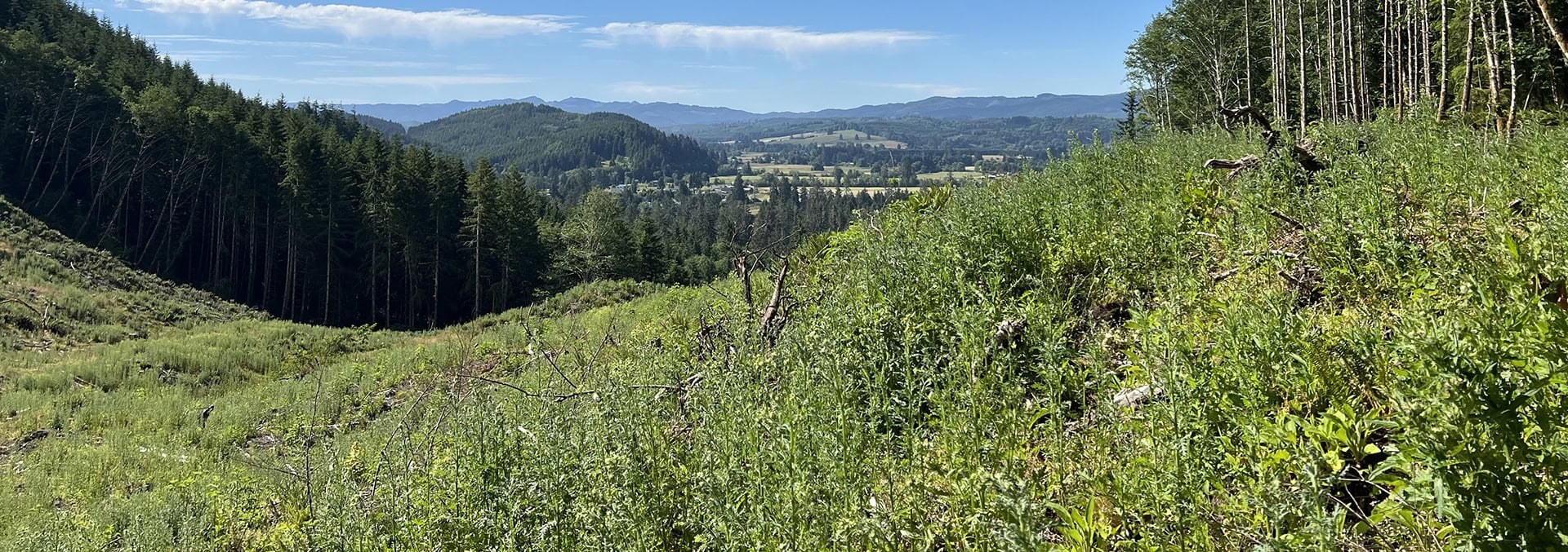 washington land for sale tall timber on willapa ridge
