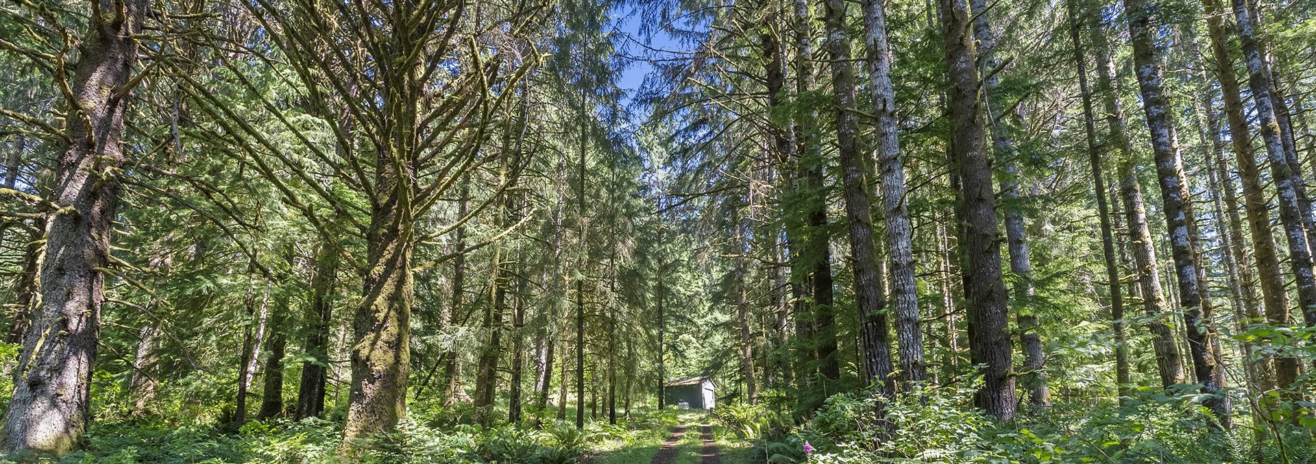 washington timberland for sale tall timber on willapa ridge