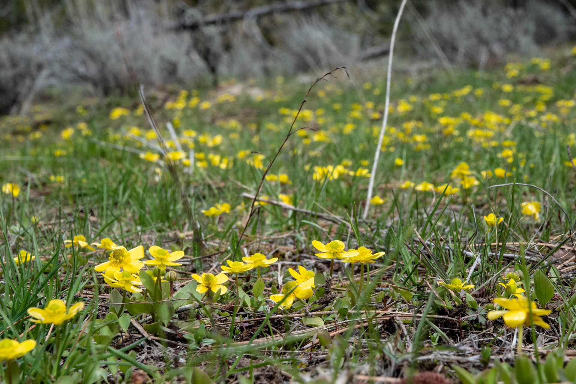 Field of bright yellow buttercup flowers in a grassy meadow with a blurred background park-like scene.