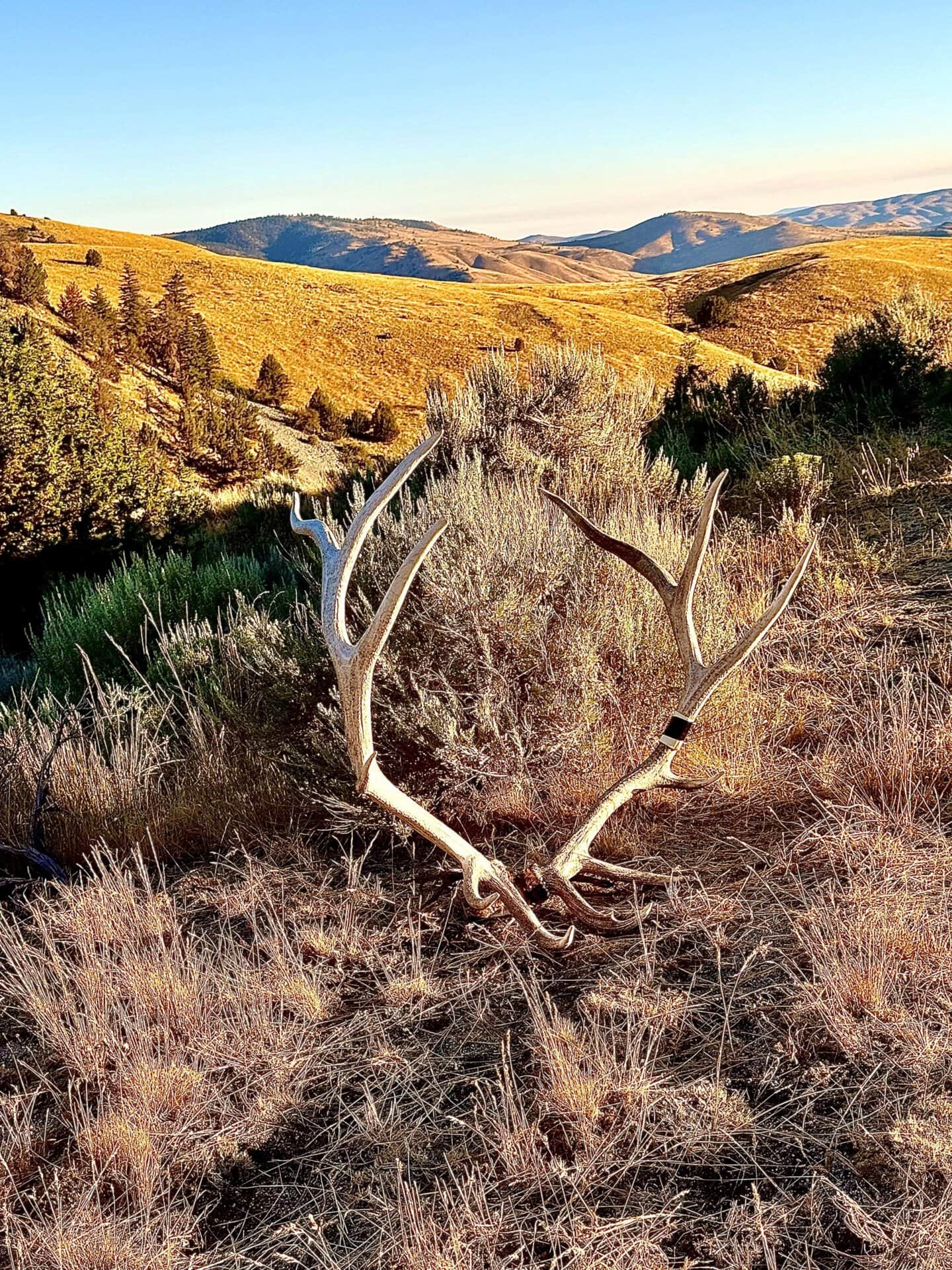 wildlife antler sheds hunting sporting oregon powell creek ranch