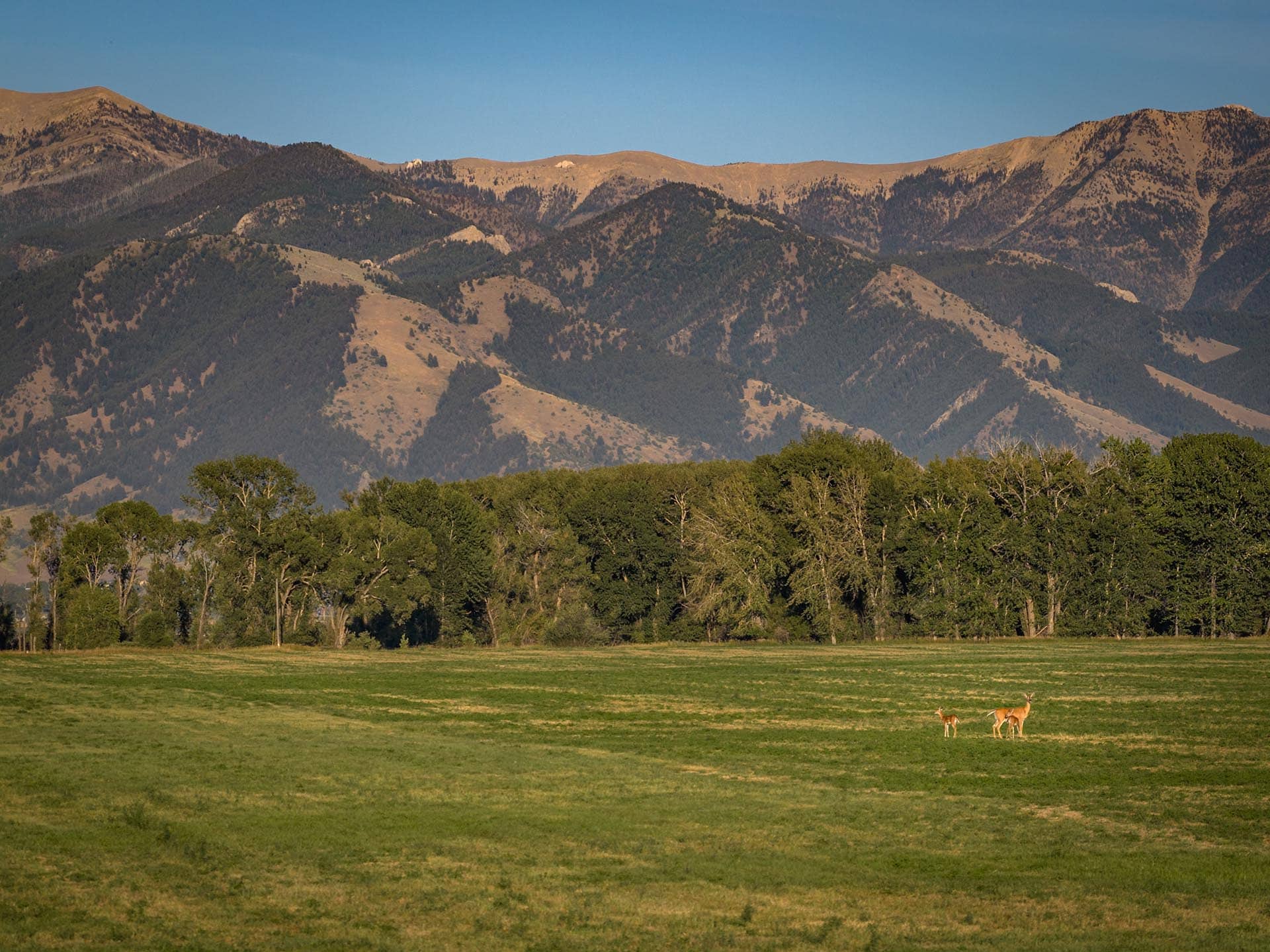 wildlife land for sale with deer montana penwell preserve