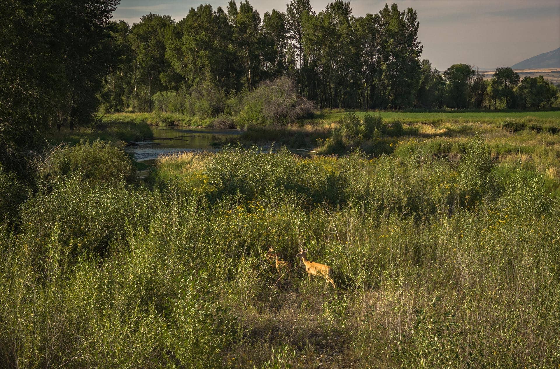 wildlife viewing property with deer and river for sale montana east gallatin riverlands