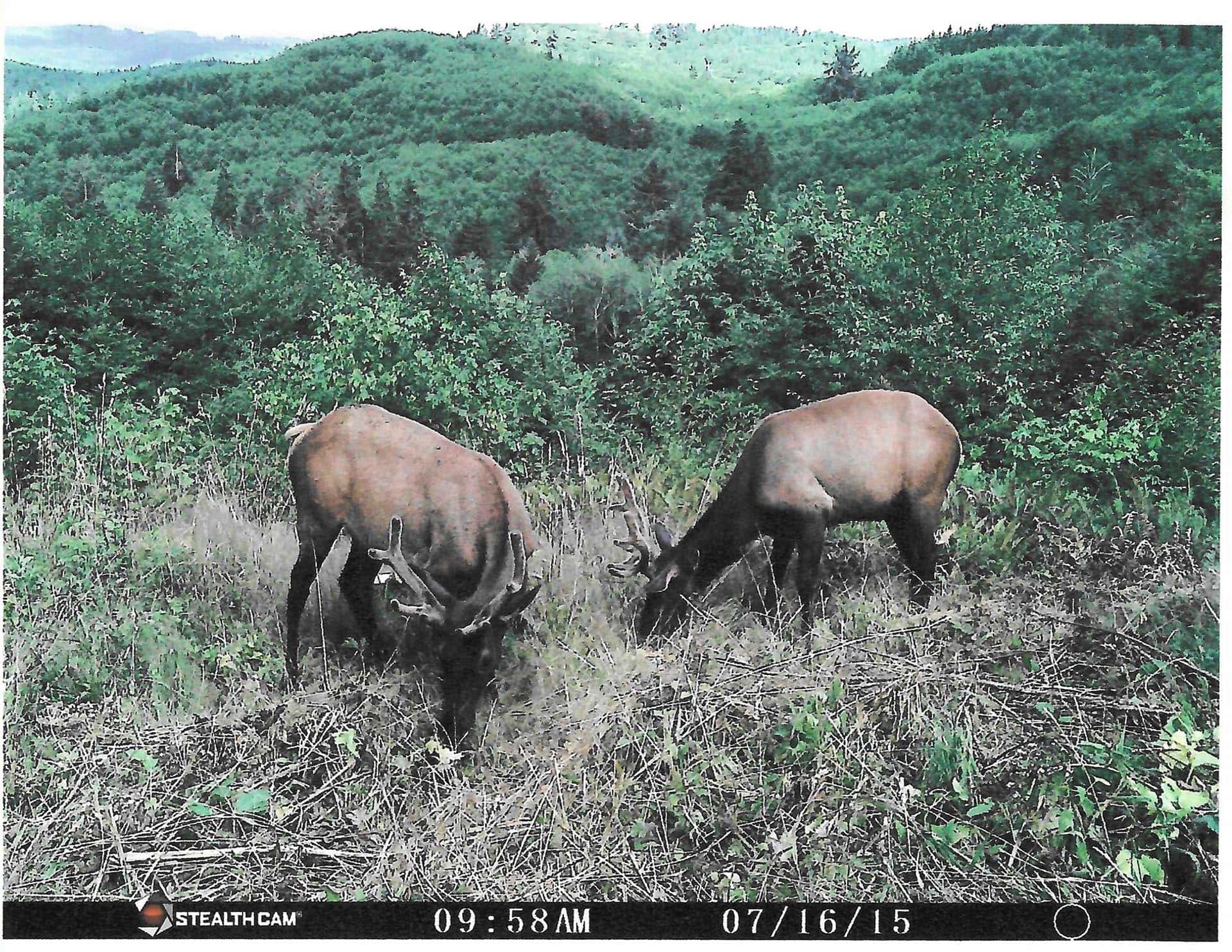 Two elk grazing in a grassy clearing with dense green forest and rolling hills in the background.