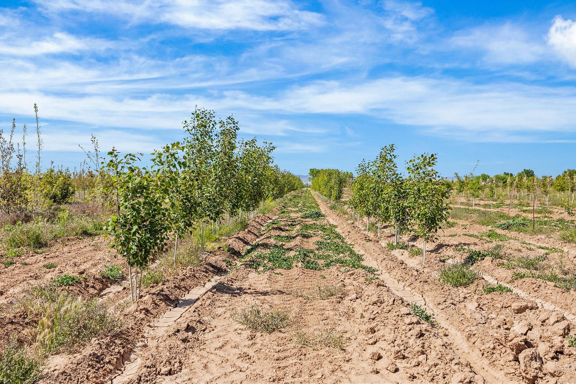 Row of young trees planted in neat rows in a dry, tilled field under a bright blue sky with scattered clouds.