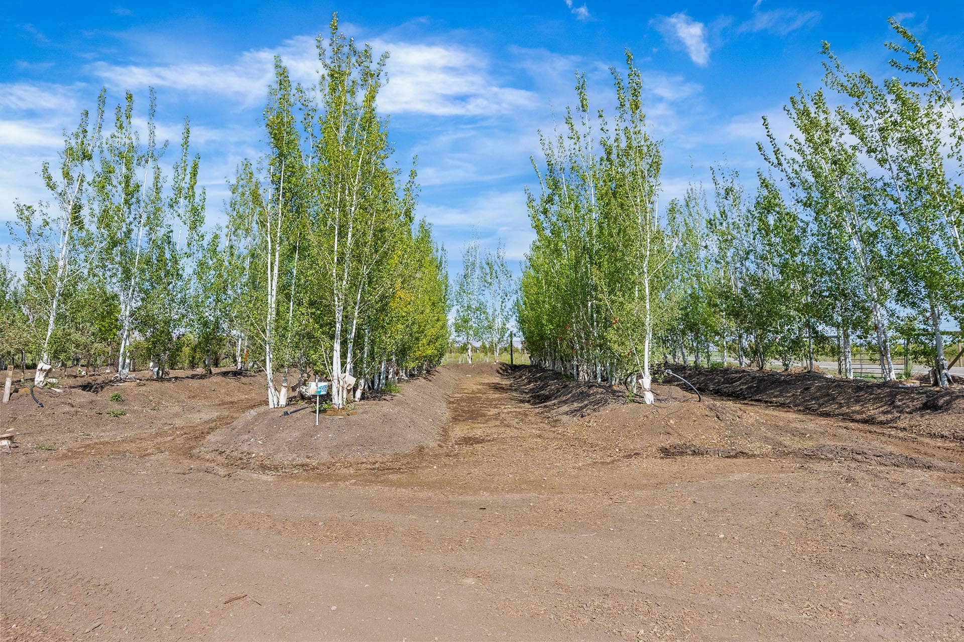 Row of young, white-barked trees planted in rows along a dirt path under a bright blue sky (tree nursery).