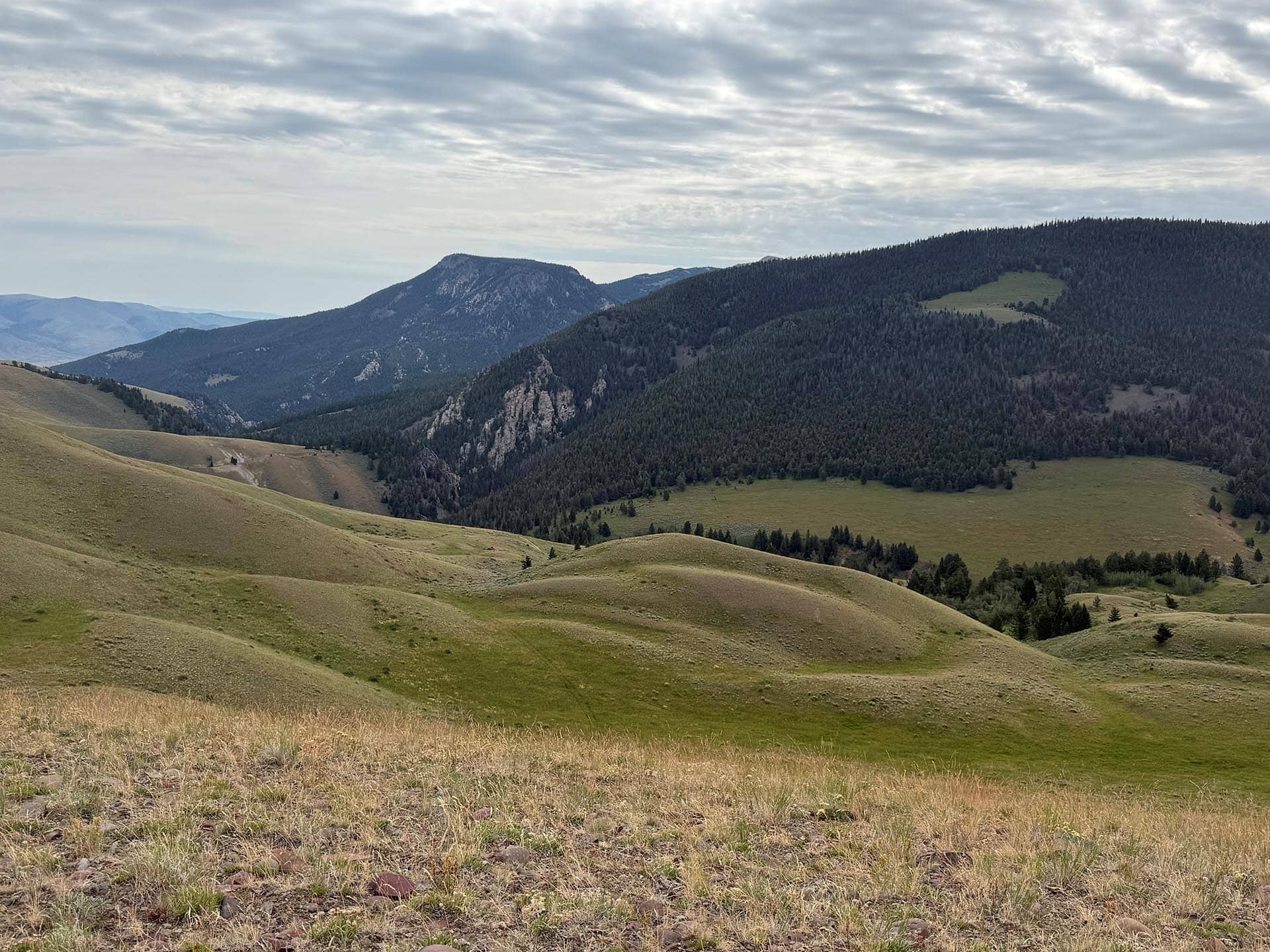Angus Cattle Ranch Montana Small Horn Canyon Ranch