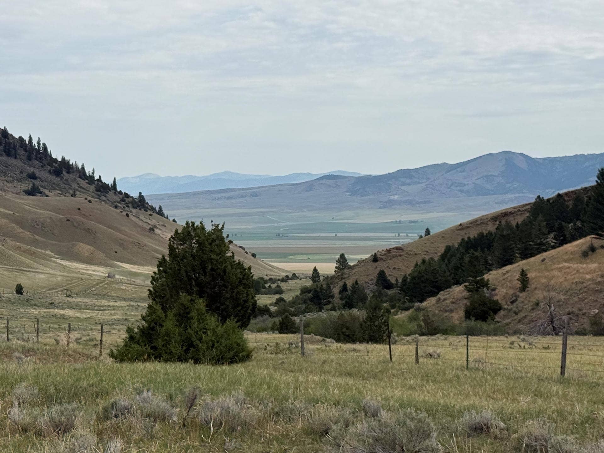 Cattle Grazing Land Montana Small Horn Canyon Ranch