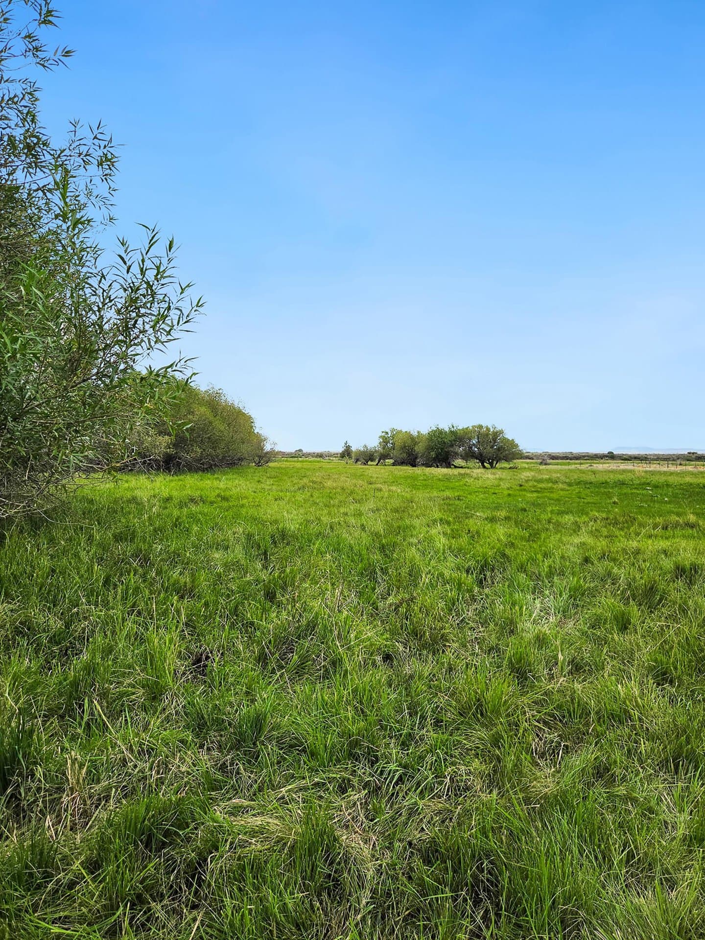 Lush Cattle Grazing Idaho Chester Confluence Ranch
