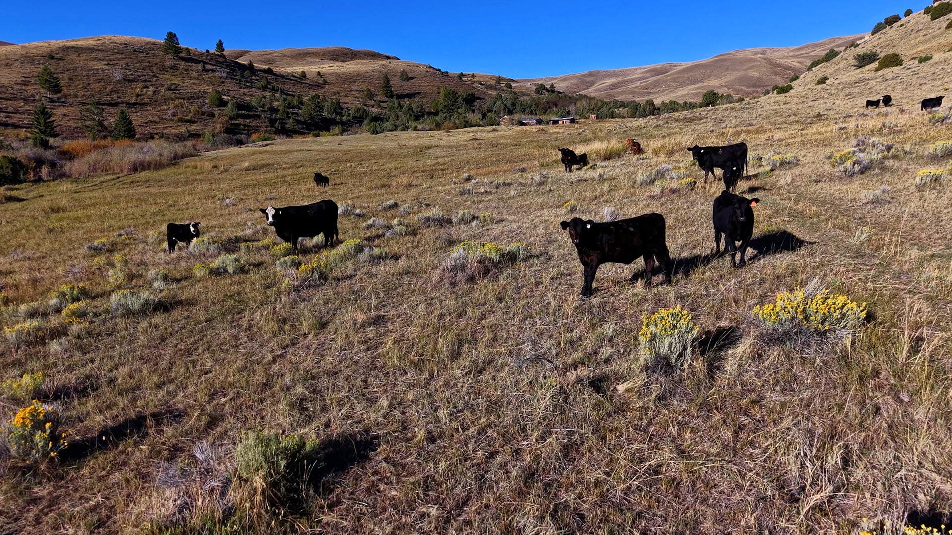 Montana Cattle Ranch Montana Small Horn Canyon Ranch