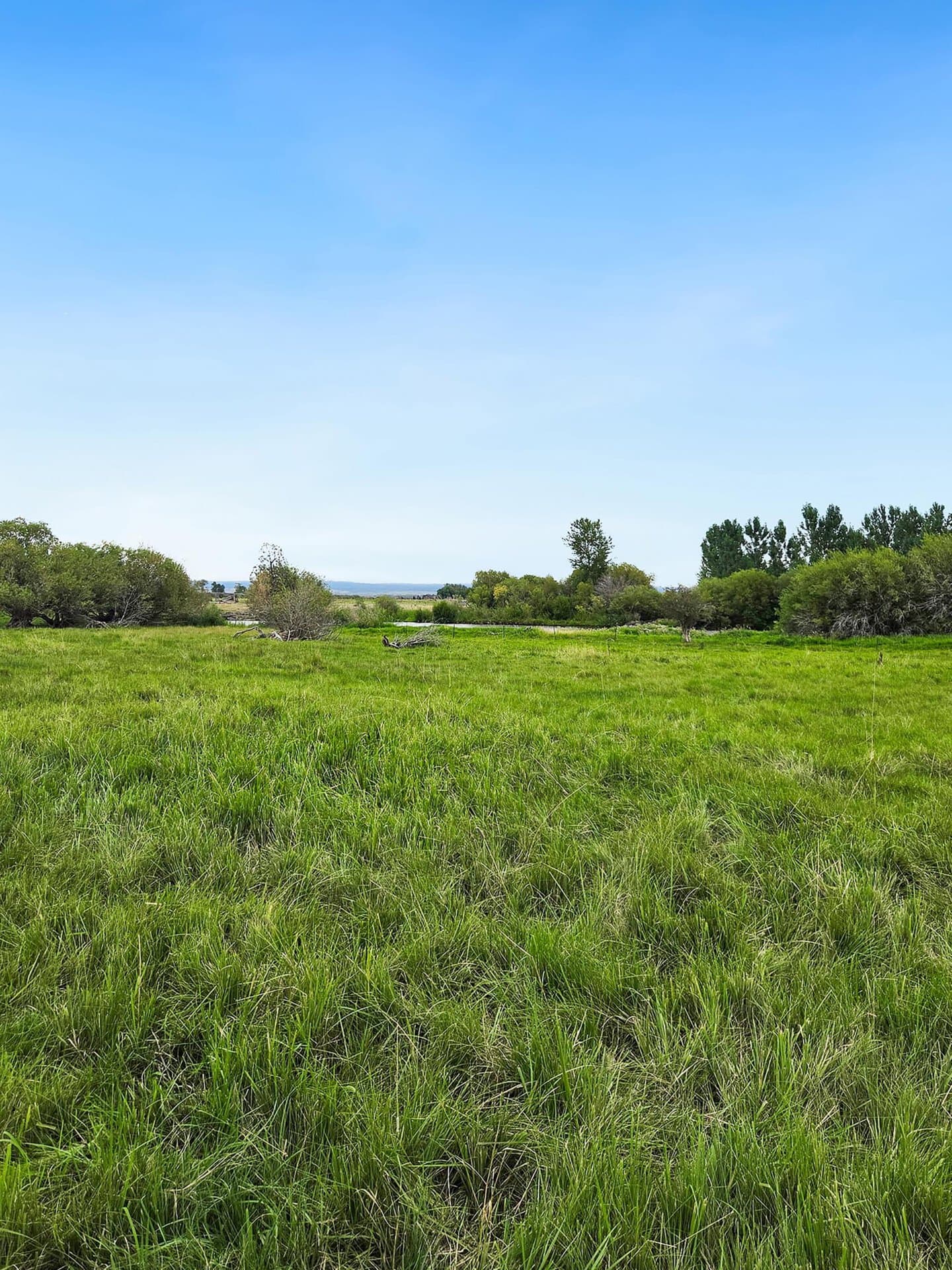 Riparian Area Idaho Chester Confluence Ranch