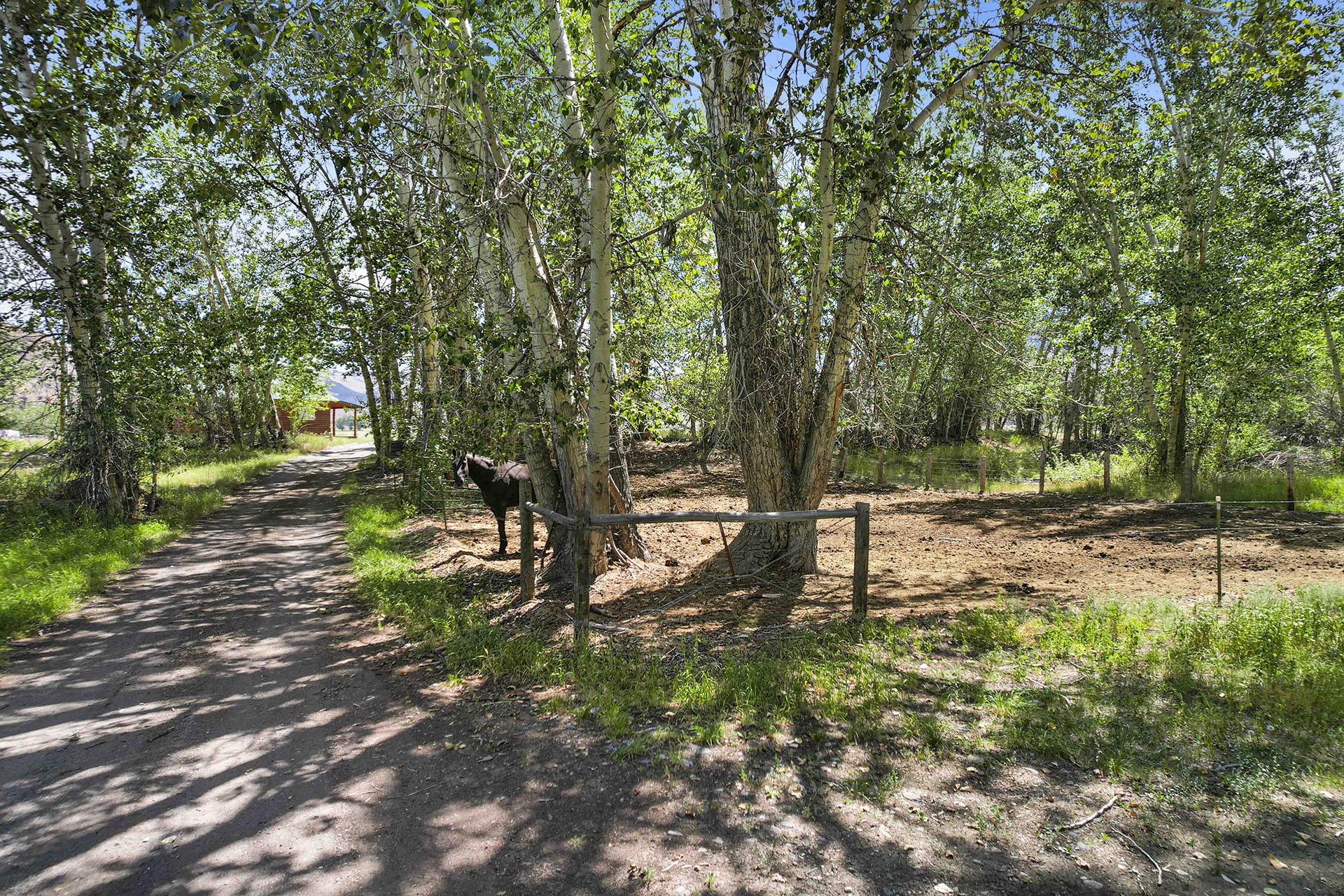 shaded horse pasture idaho circle rg ranch