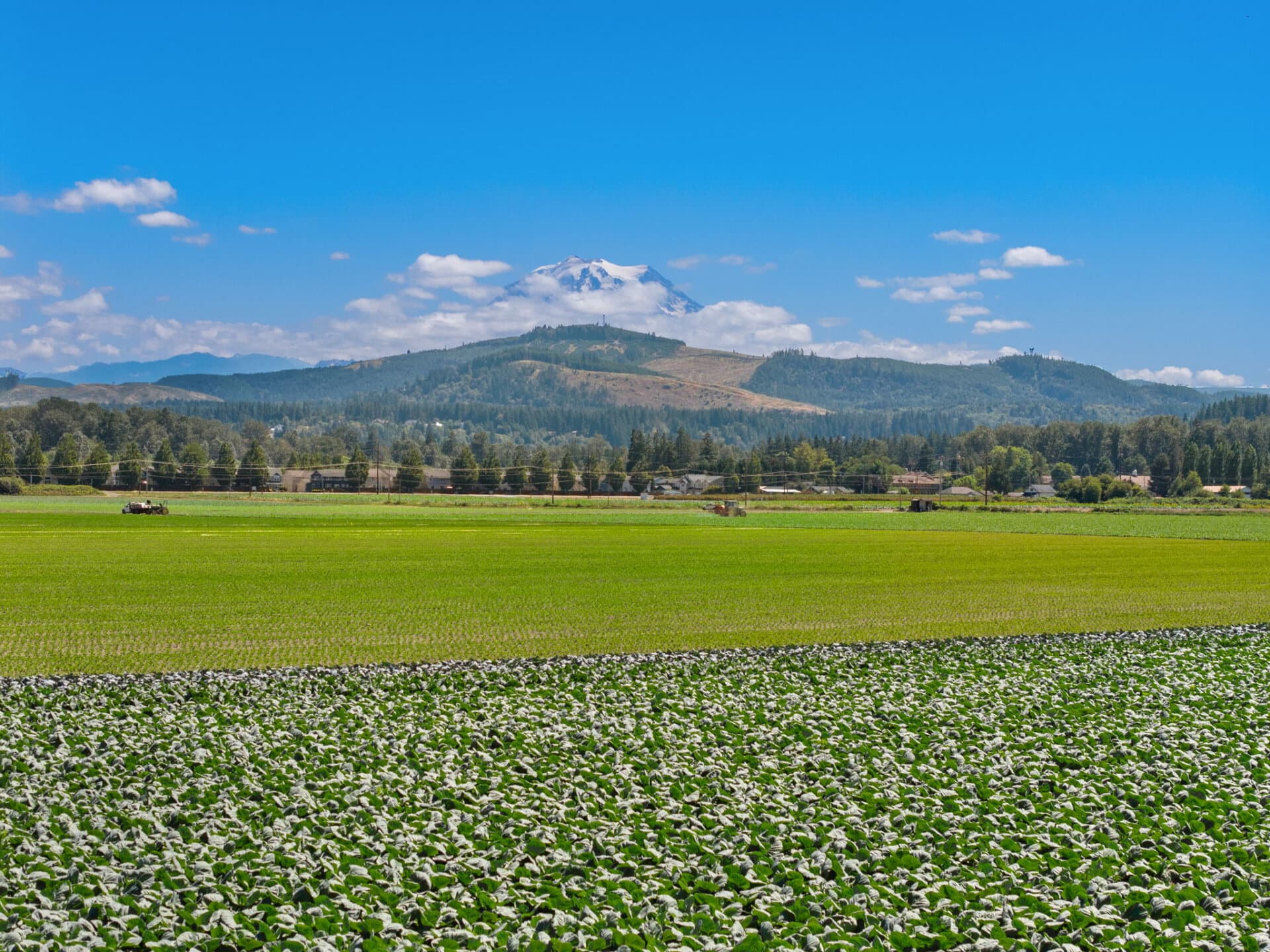 Vigorous crop fields for sale Washington Mountain Harvest Farm