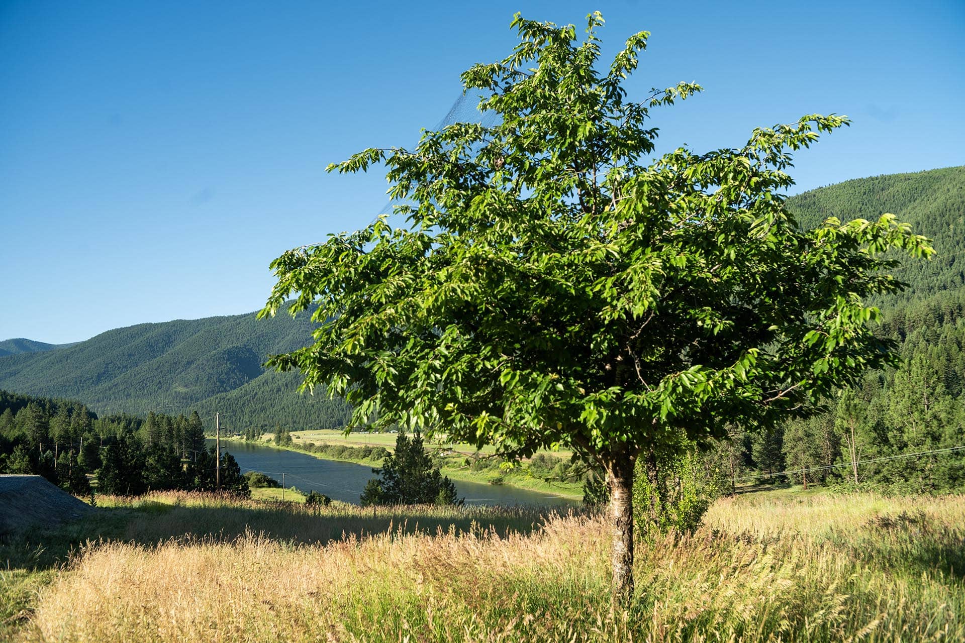 apple tree montana clark fork timeless river retreat