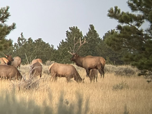 big game hunting scene mt montana greycliff hunting preserve