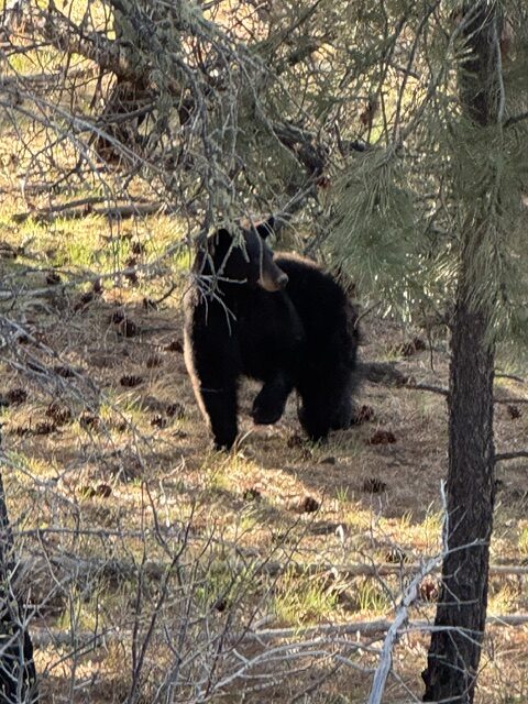 black bear hunting property mt montana greycliff hunting preserve