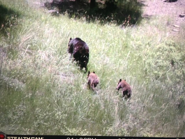 black bear wildlife property mt montana greycliff hunting preserve