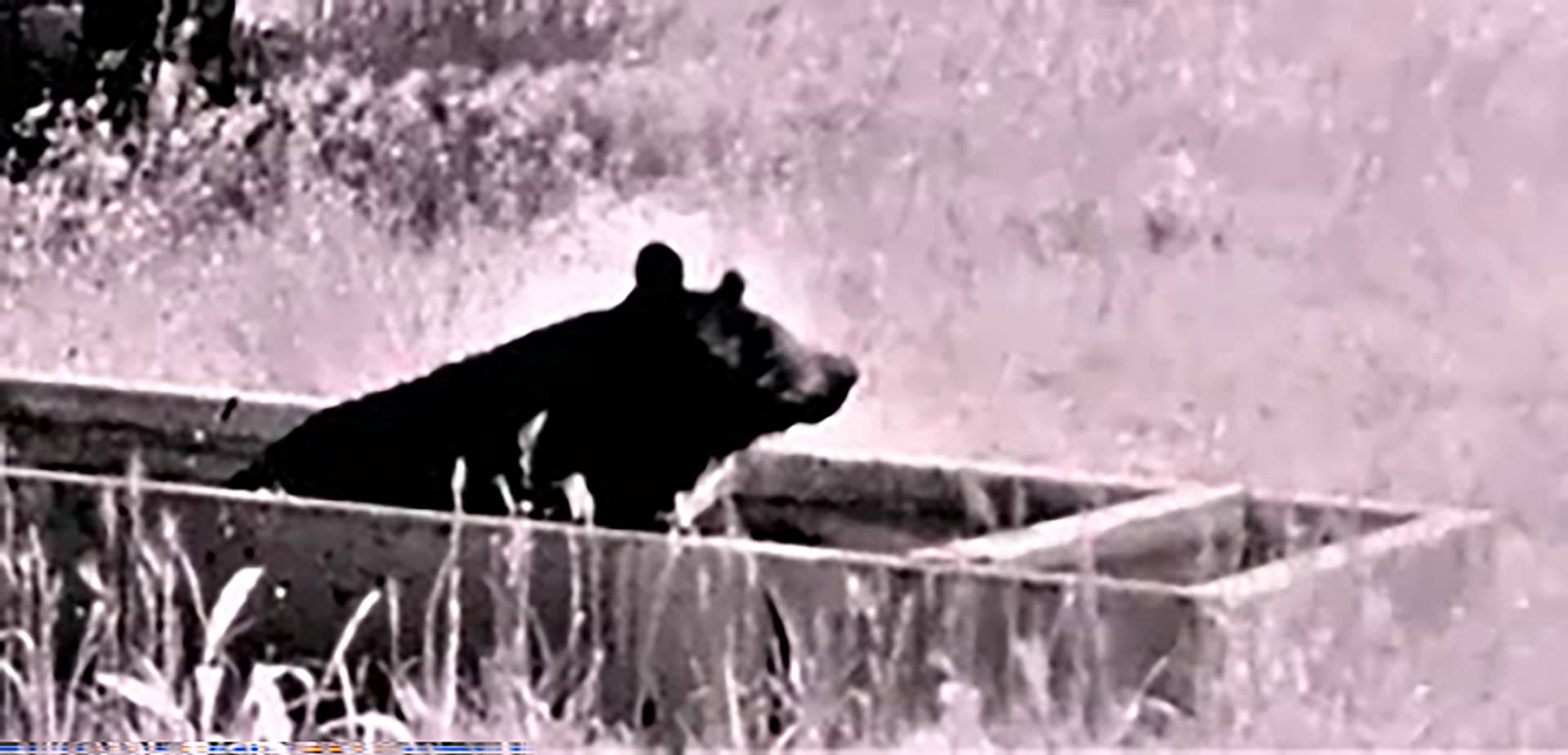 black bear wildlife ranch oregon goose creek getaway