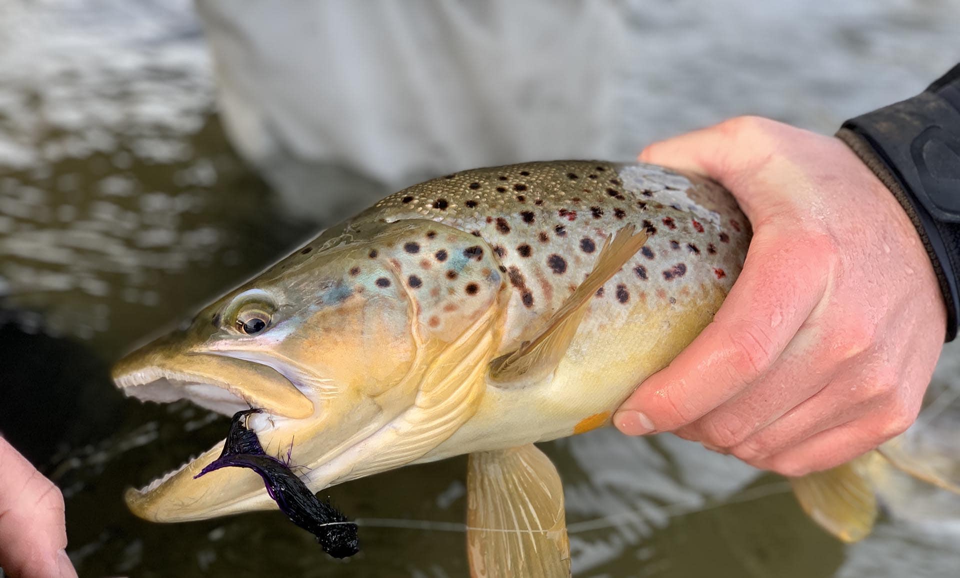 brown trout montana clark fork timeless river retreat