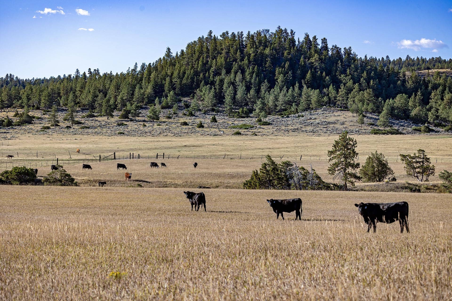 cattle grazing land montana greycliff hunting preserve