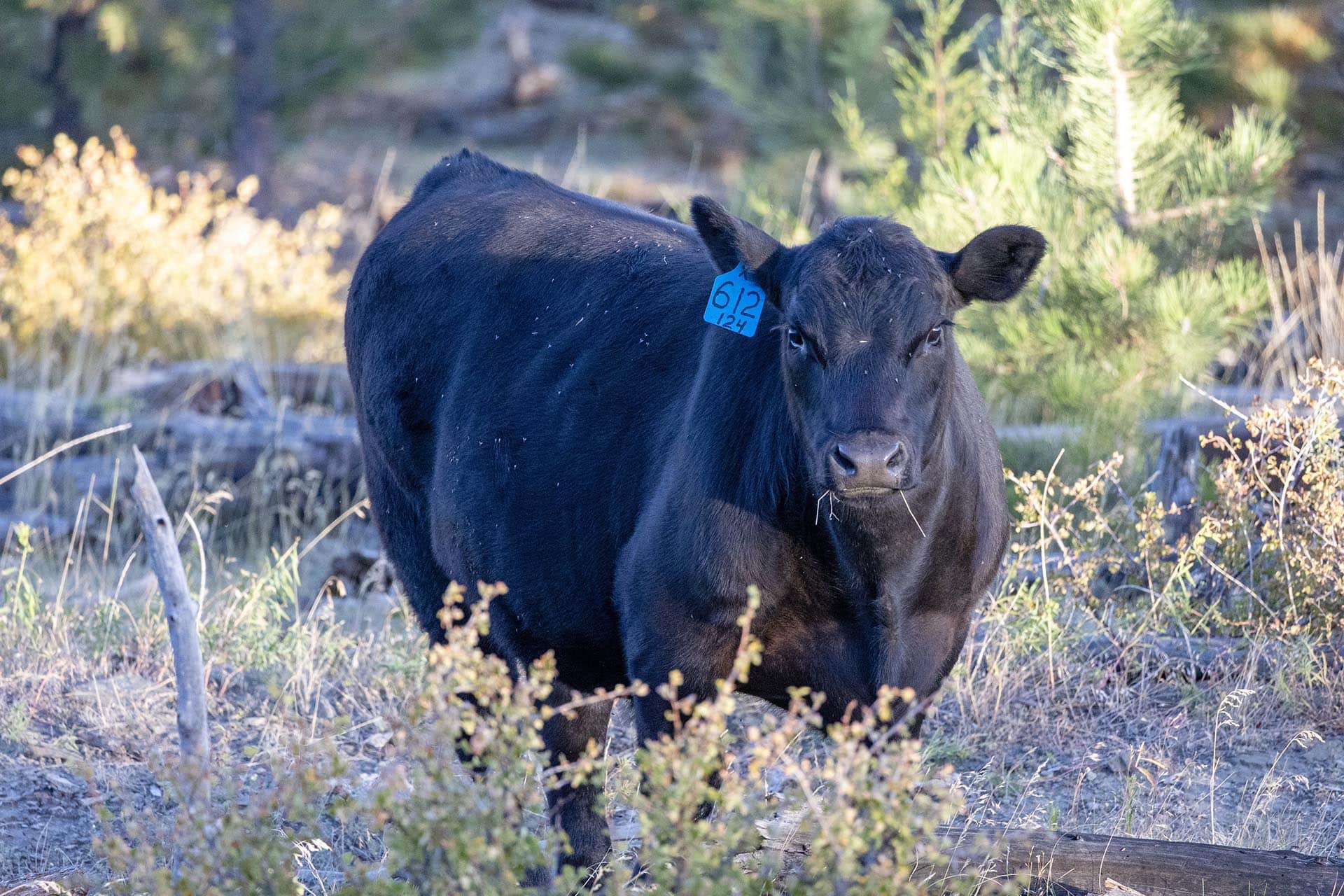 cattle grazing land mt montana greycliff hunting preserve