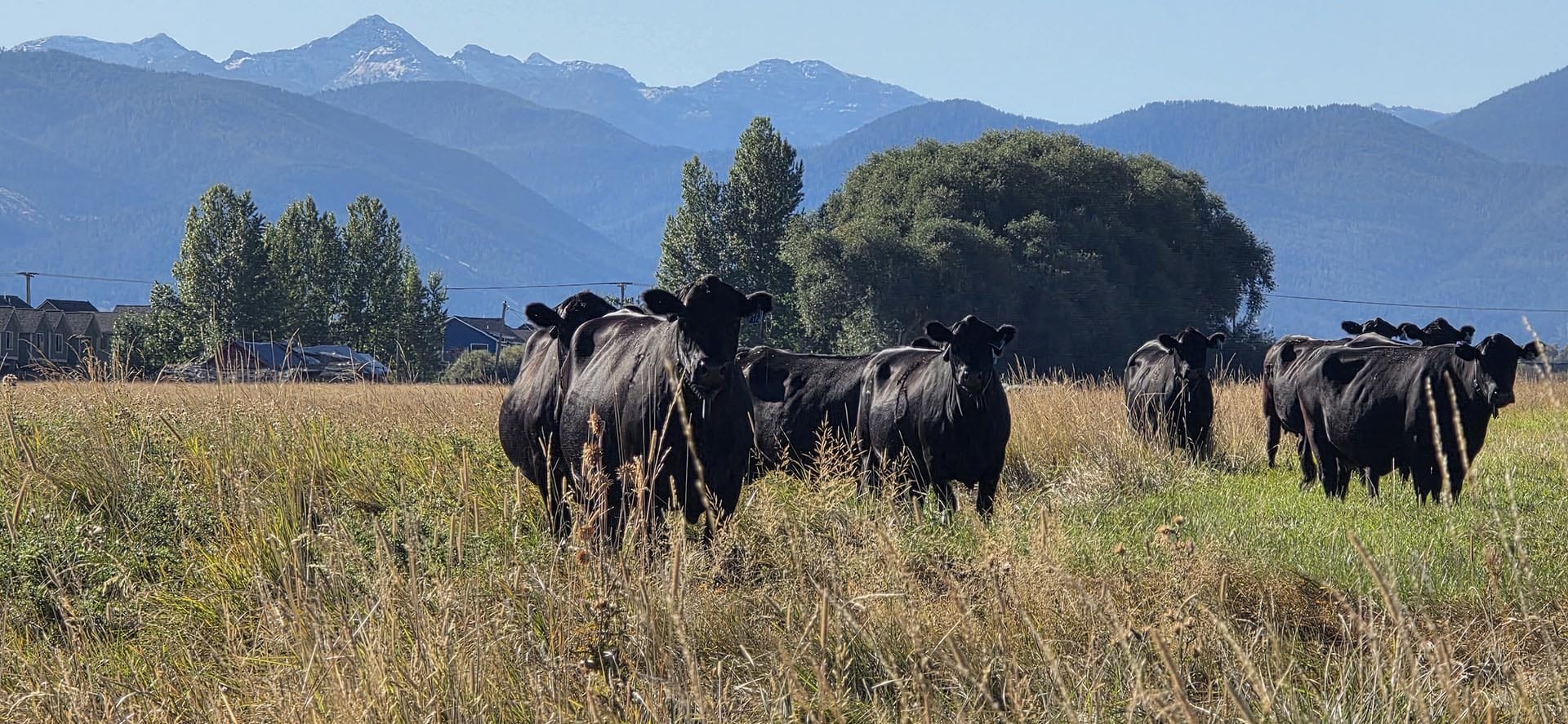 cattle grazing land with mountain views montana west bozeman homestead