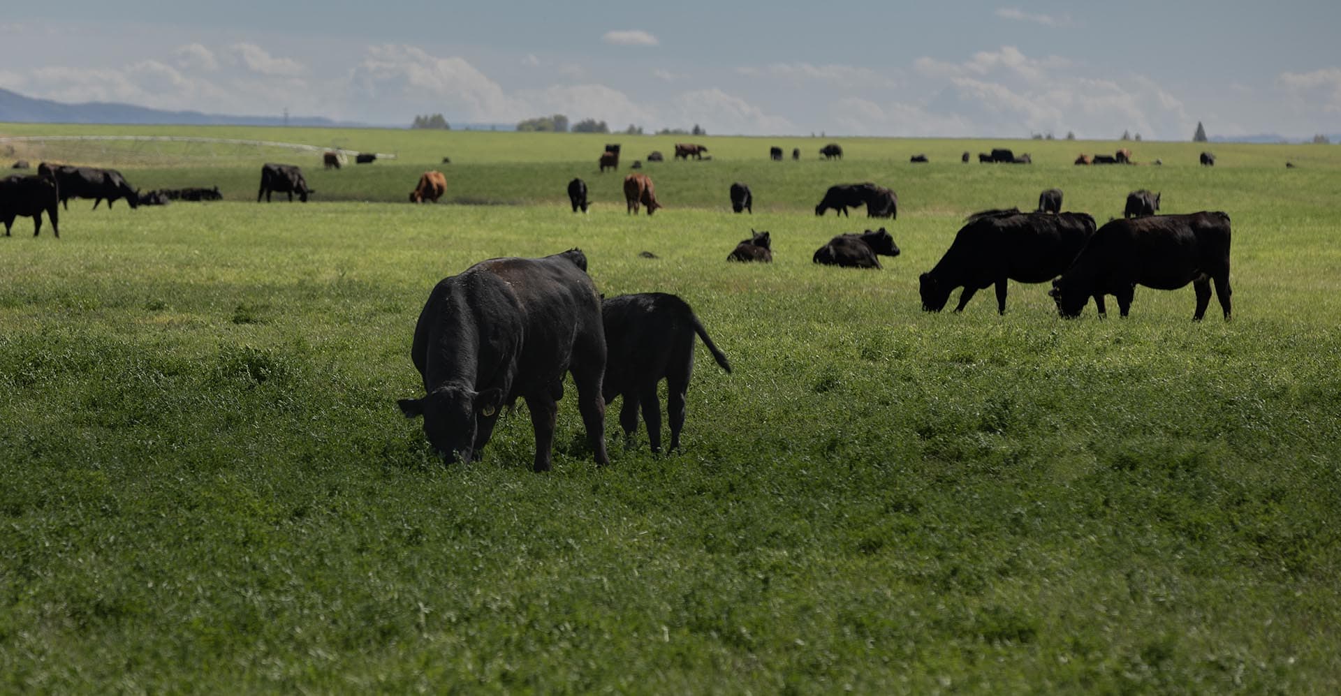 cattle land for sale near me idaho wallentine ranch