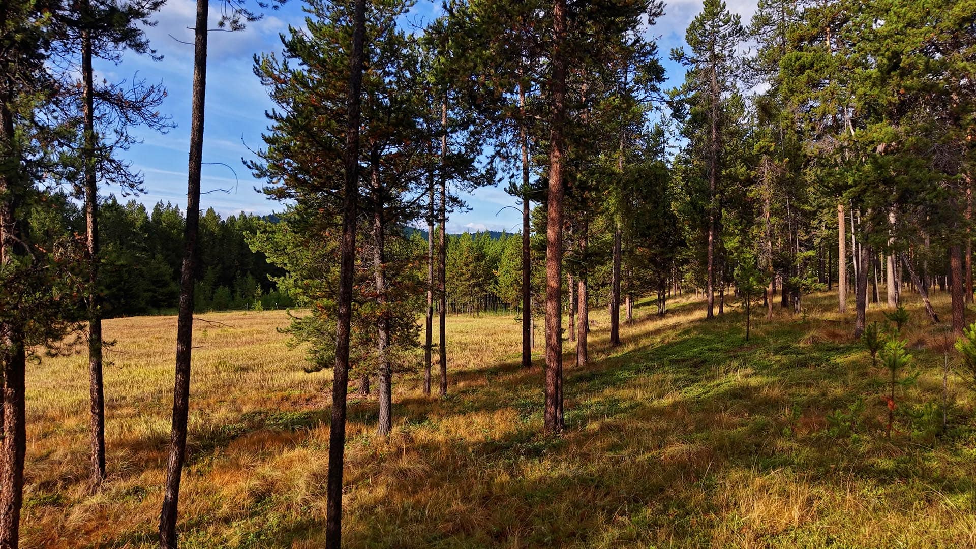 creek frontage mountain property for sale montana little bitterroot mountain retreat
