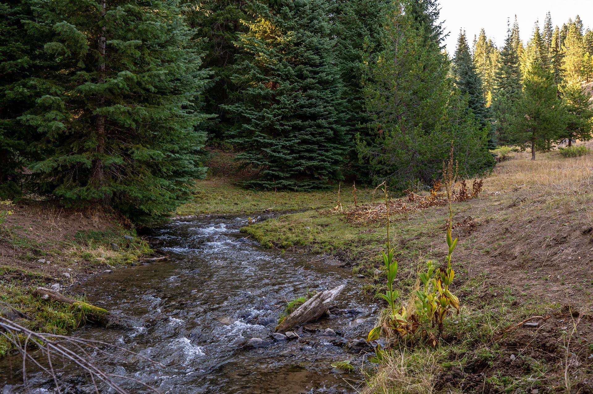 creek side timber land oregon goose creek getaway