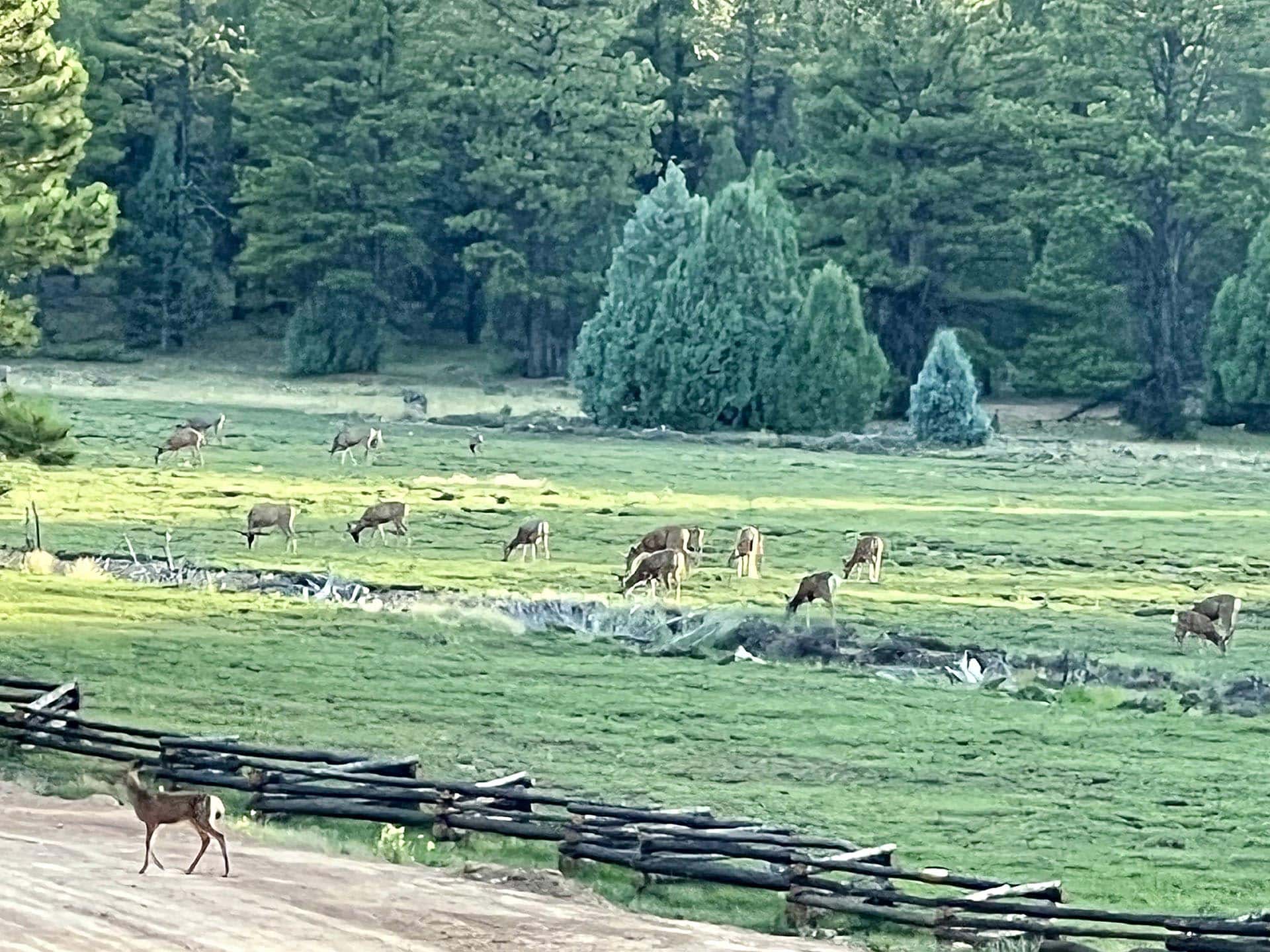 deer grazing meadow land utah elk ridge estates