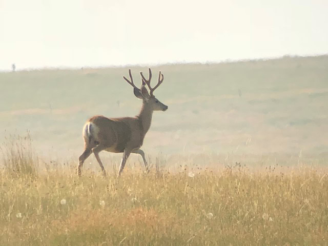 deer habitat land mt montana greycliff hunting preserve