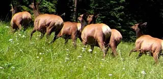 elk grazing meadow land oregon goose creek getaway