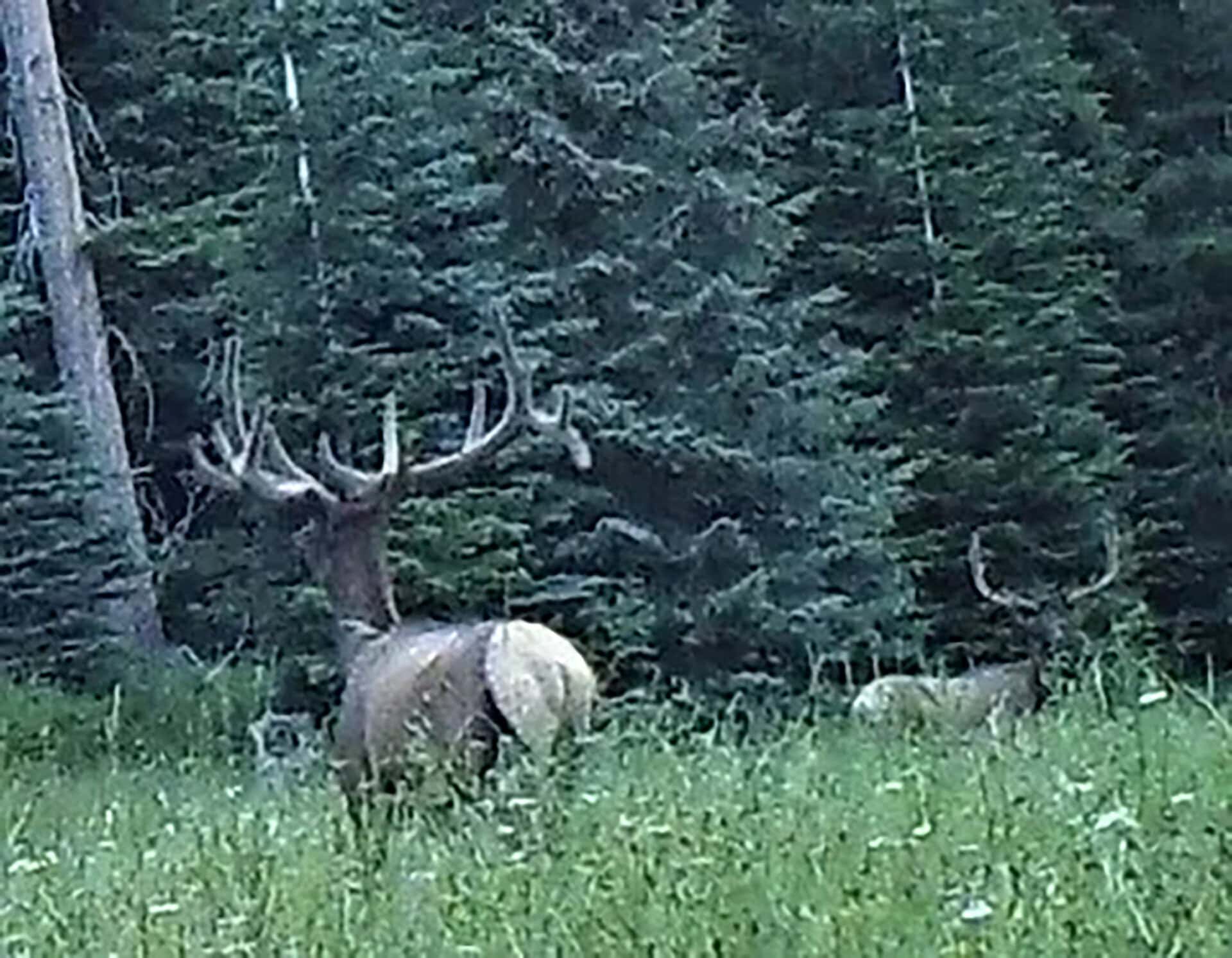 elk habitat land oregon goose creek getaway