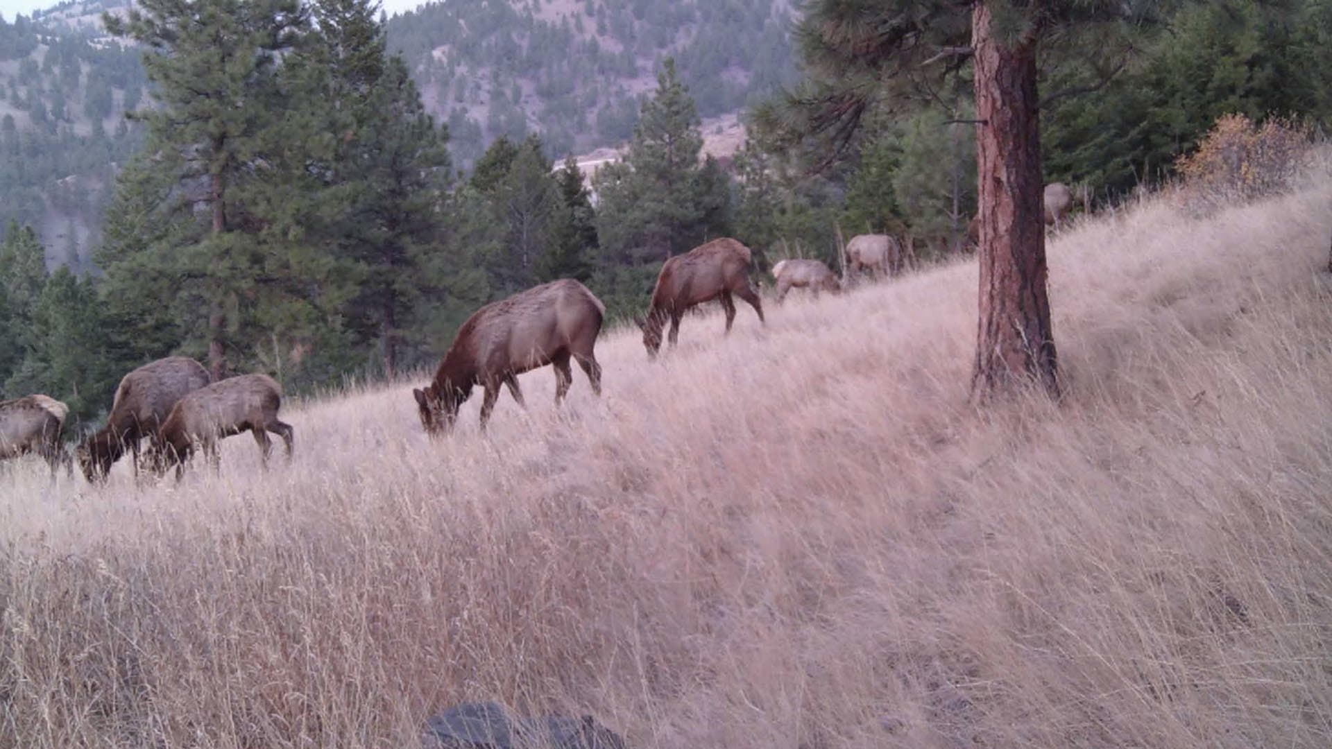elk montana elk Ridge hunting retreat