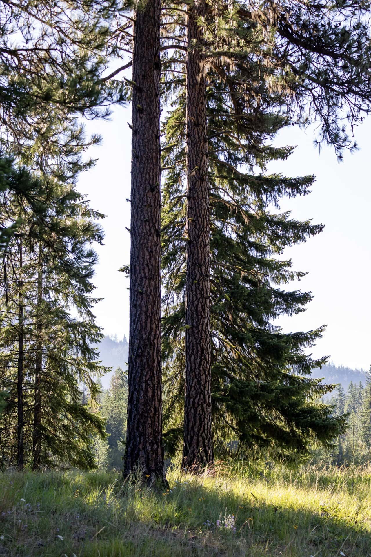 fir montana clark fork timeless river retreat