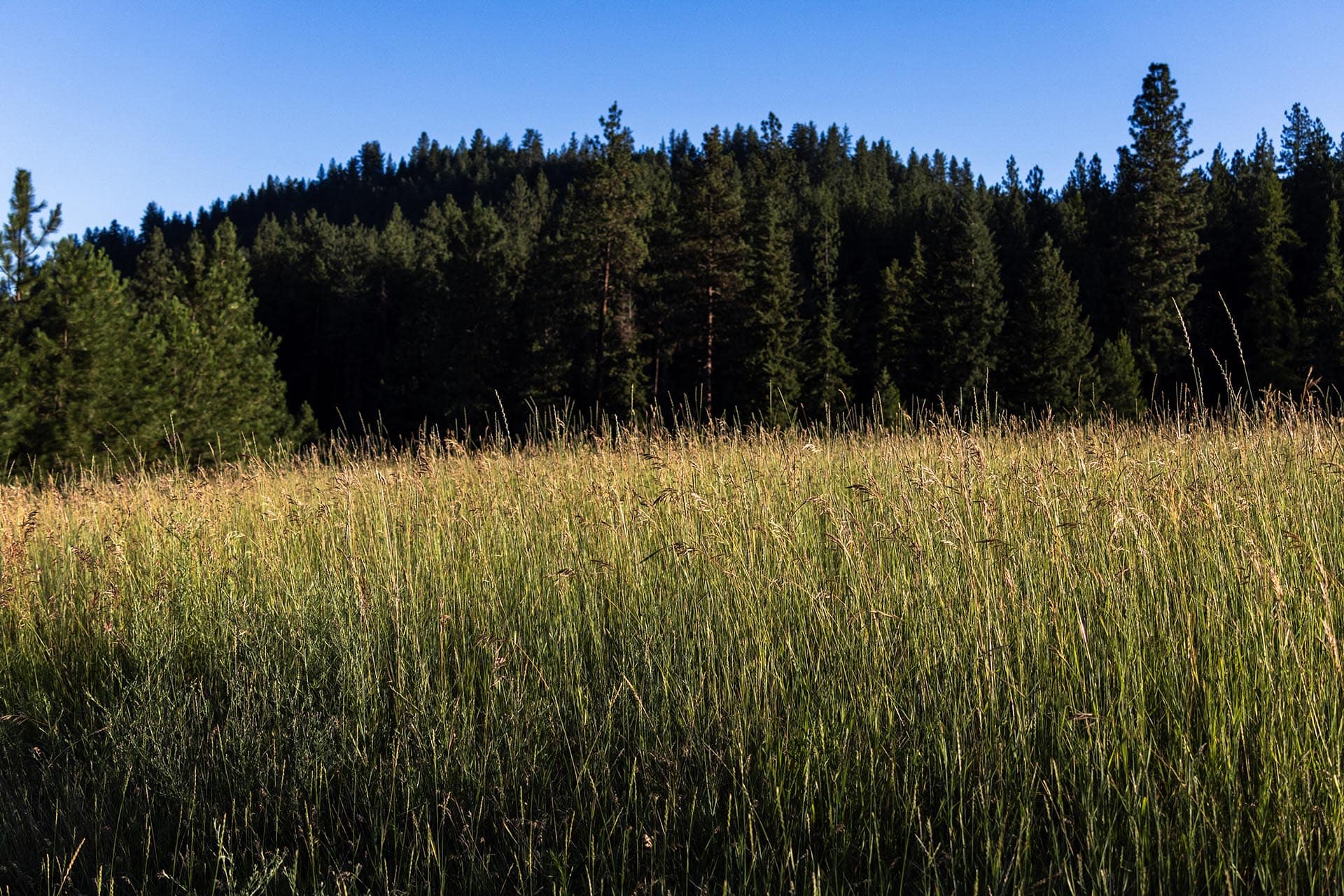 grass fields montana clark fork timeless river retreat